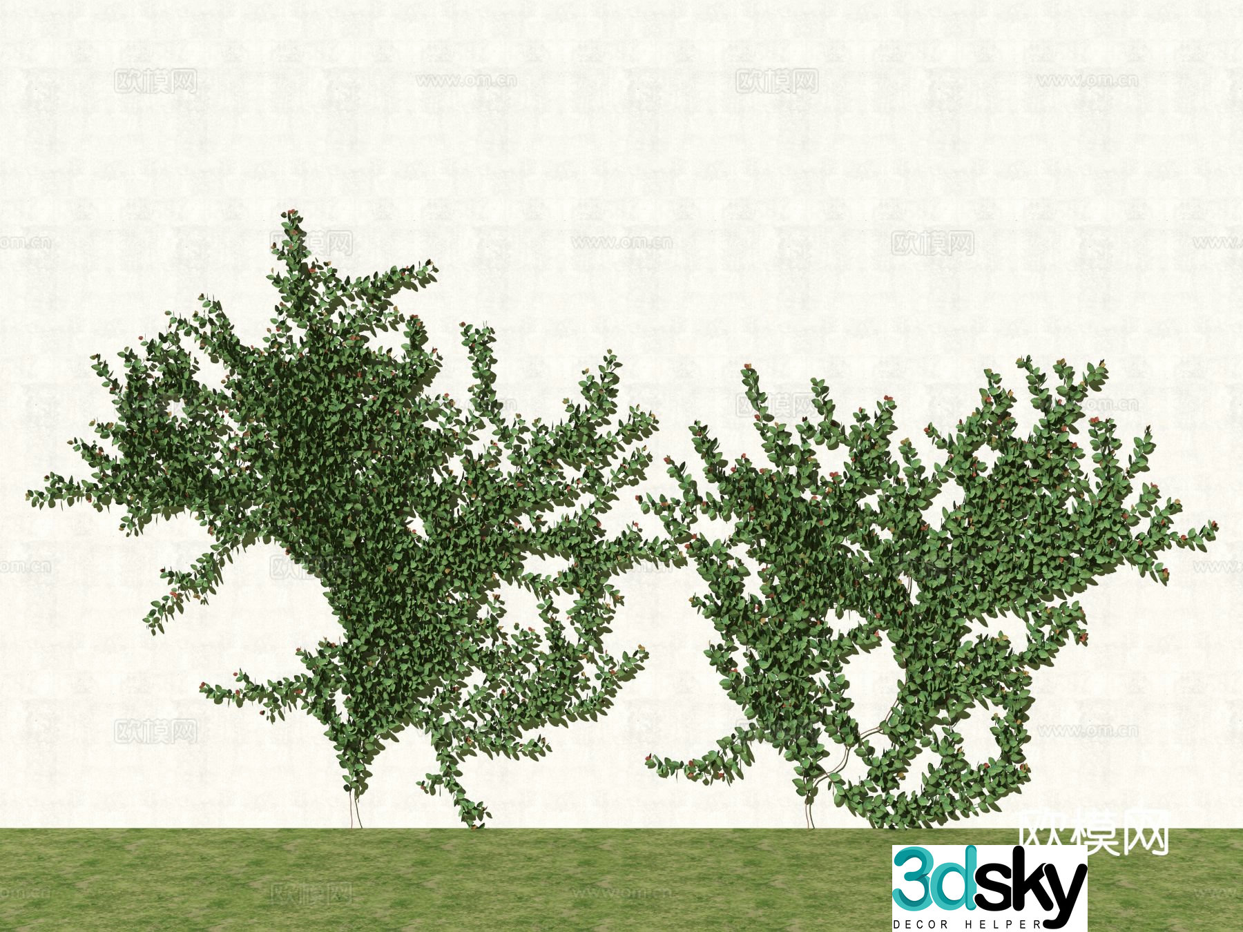 Ivy Climbing Ivy 3D Model