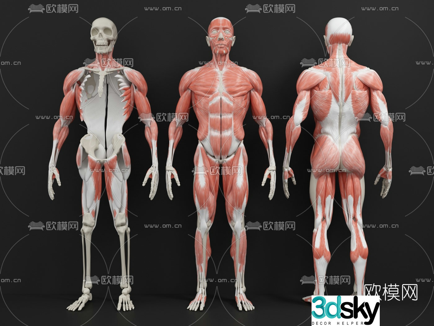 Modern medical human body muscle structure 3d model