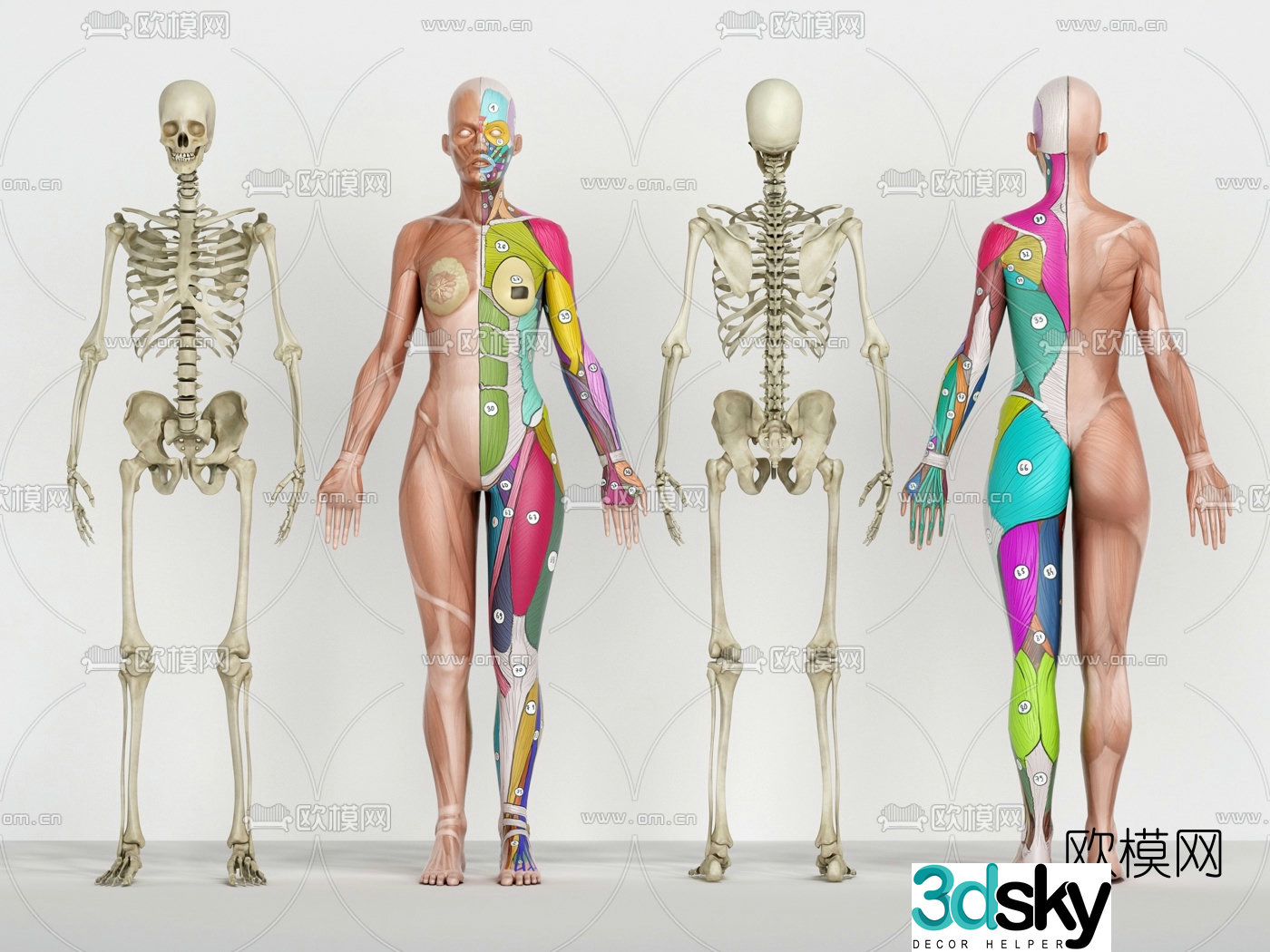 Modern medical human body muscle structure 3d model