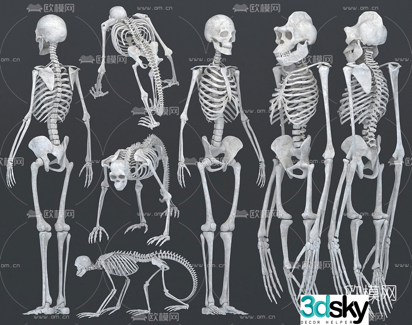 Modern human ape skeleton 3d model
