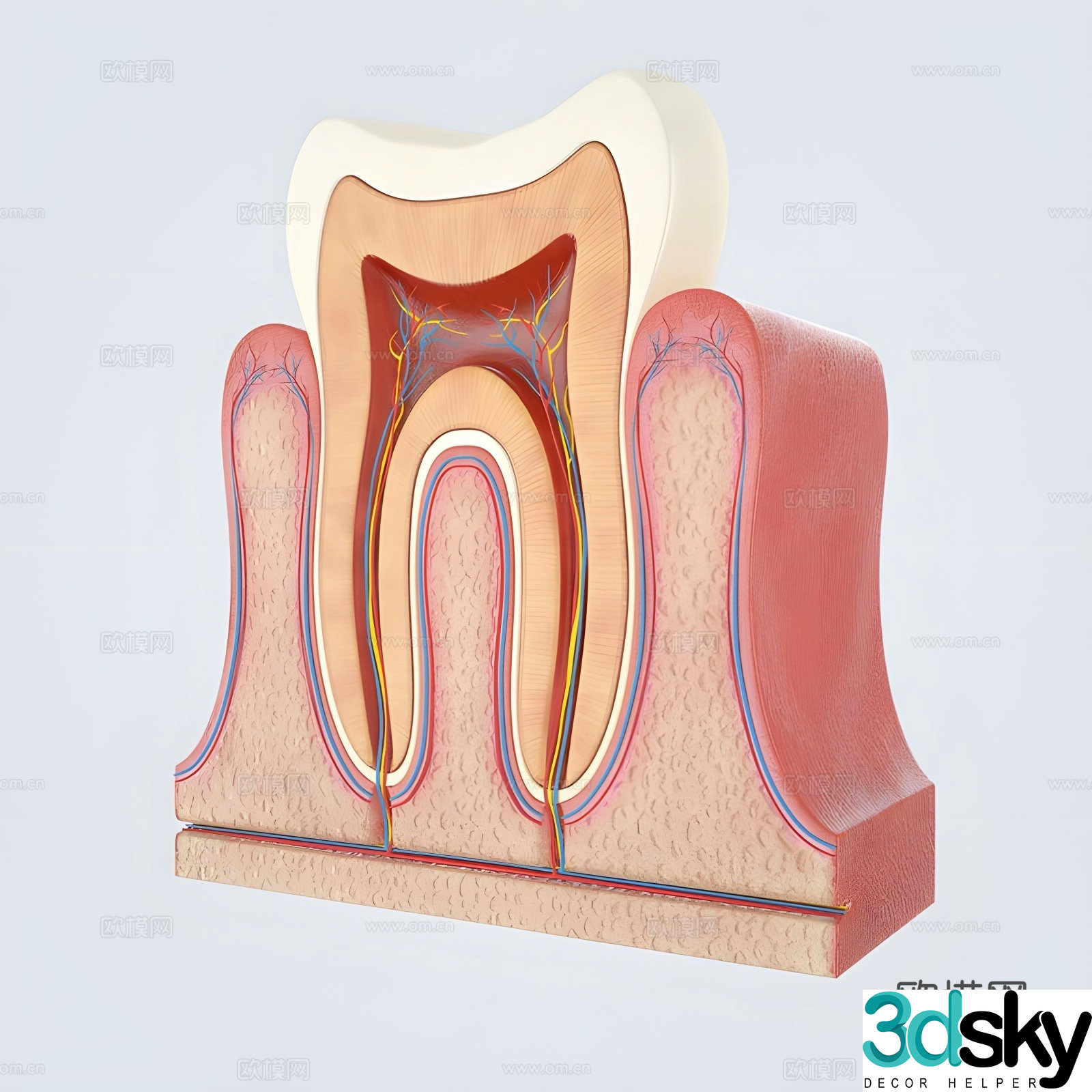 tooth anatomy gutta percha 3d model