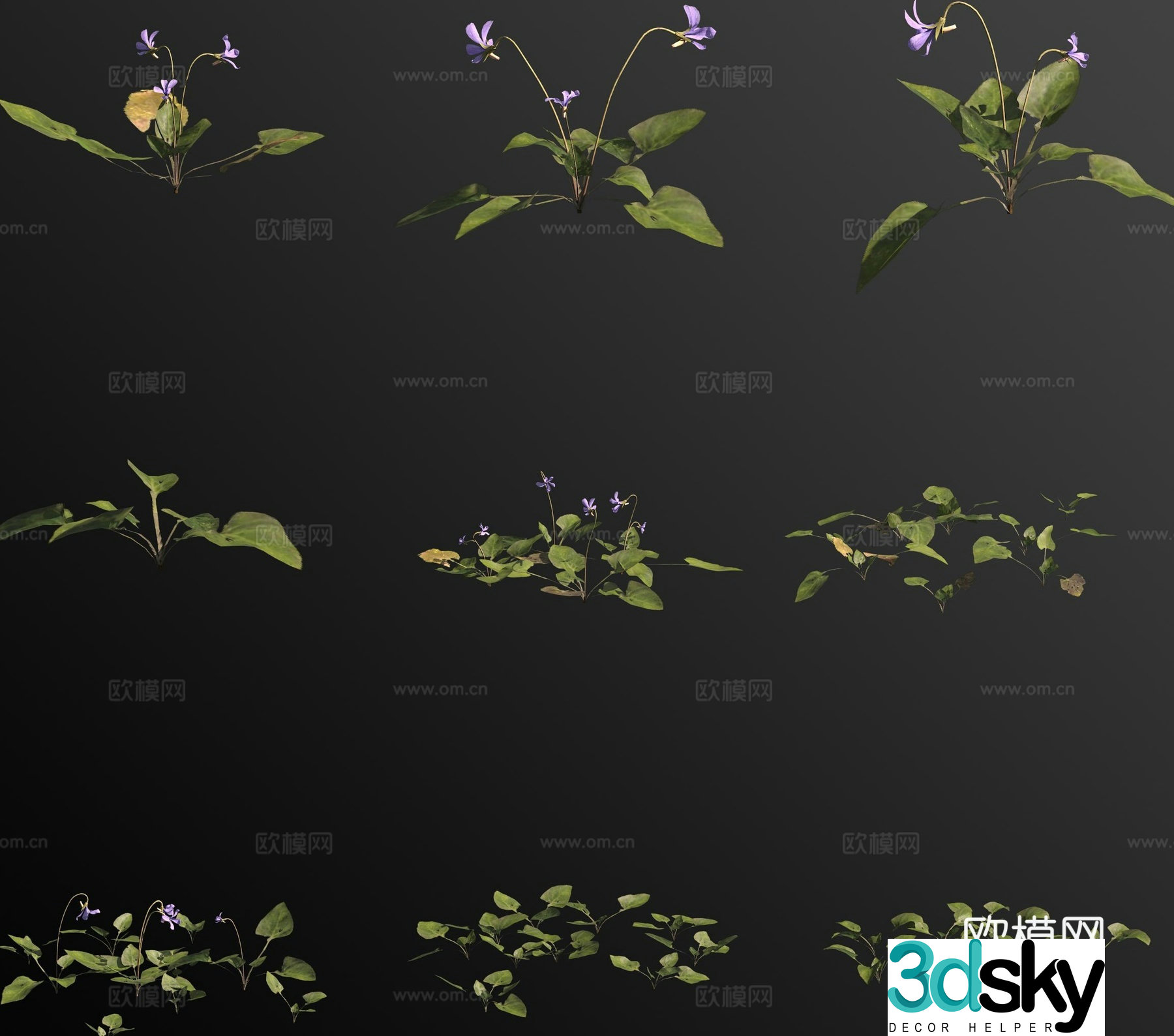 Long-calyx Viola grass flower 3d model