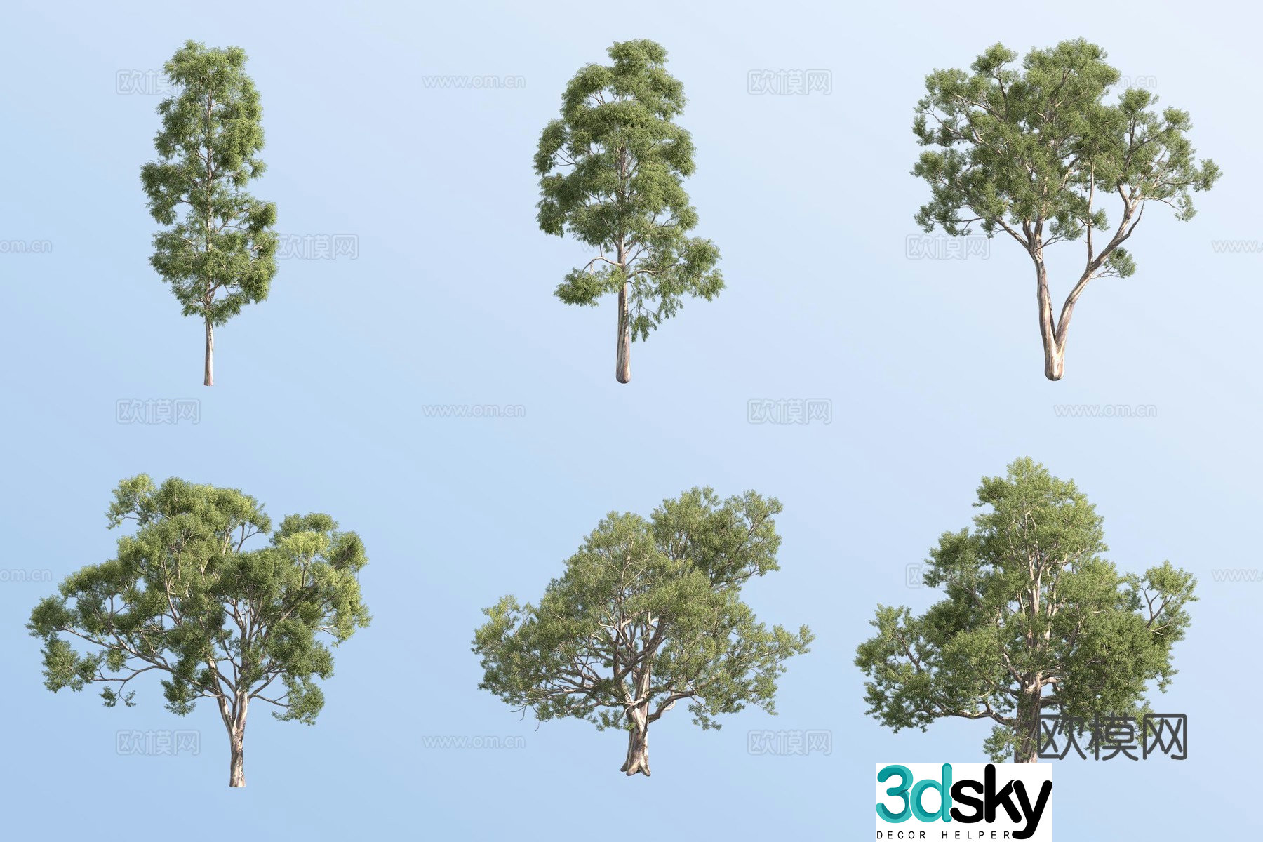 Blue gum tree 3d model
