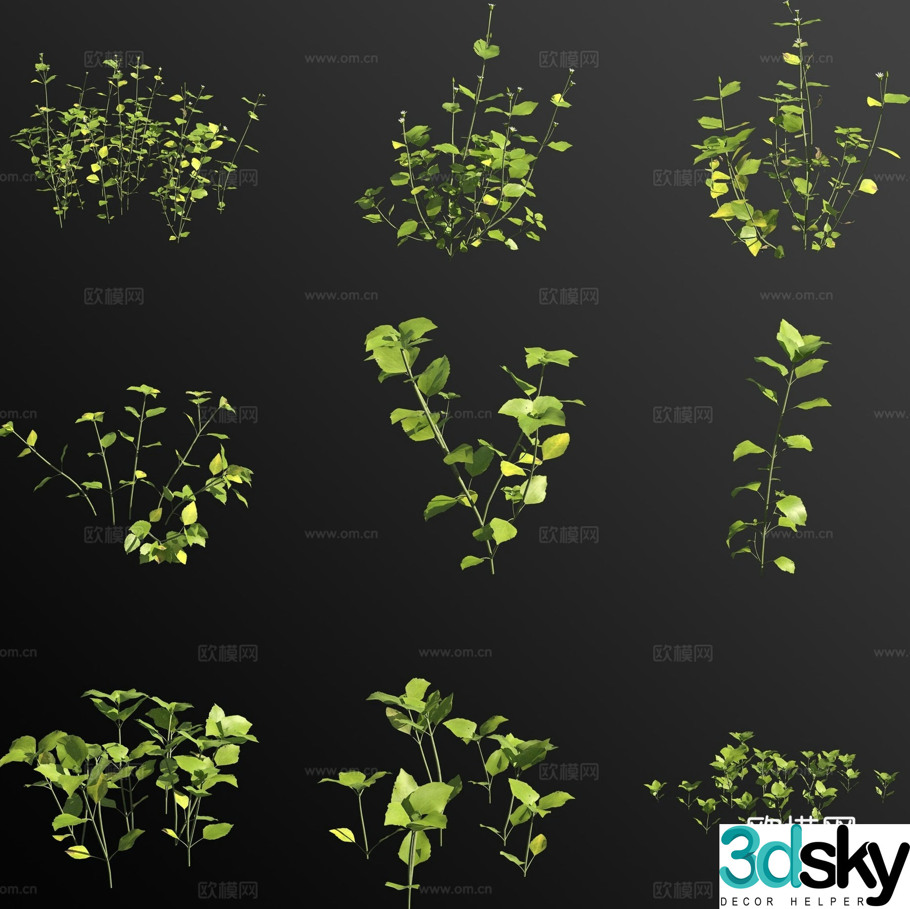 Chickweed flower 3d model