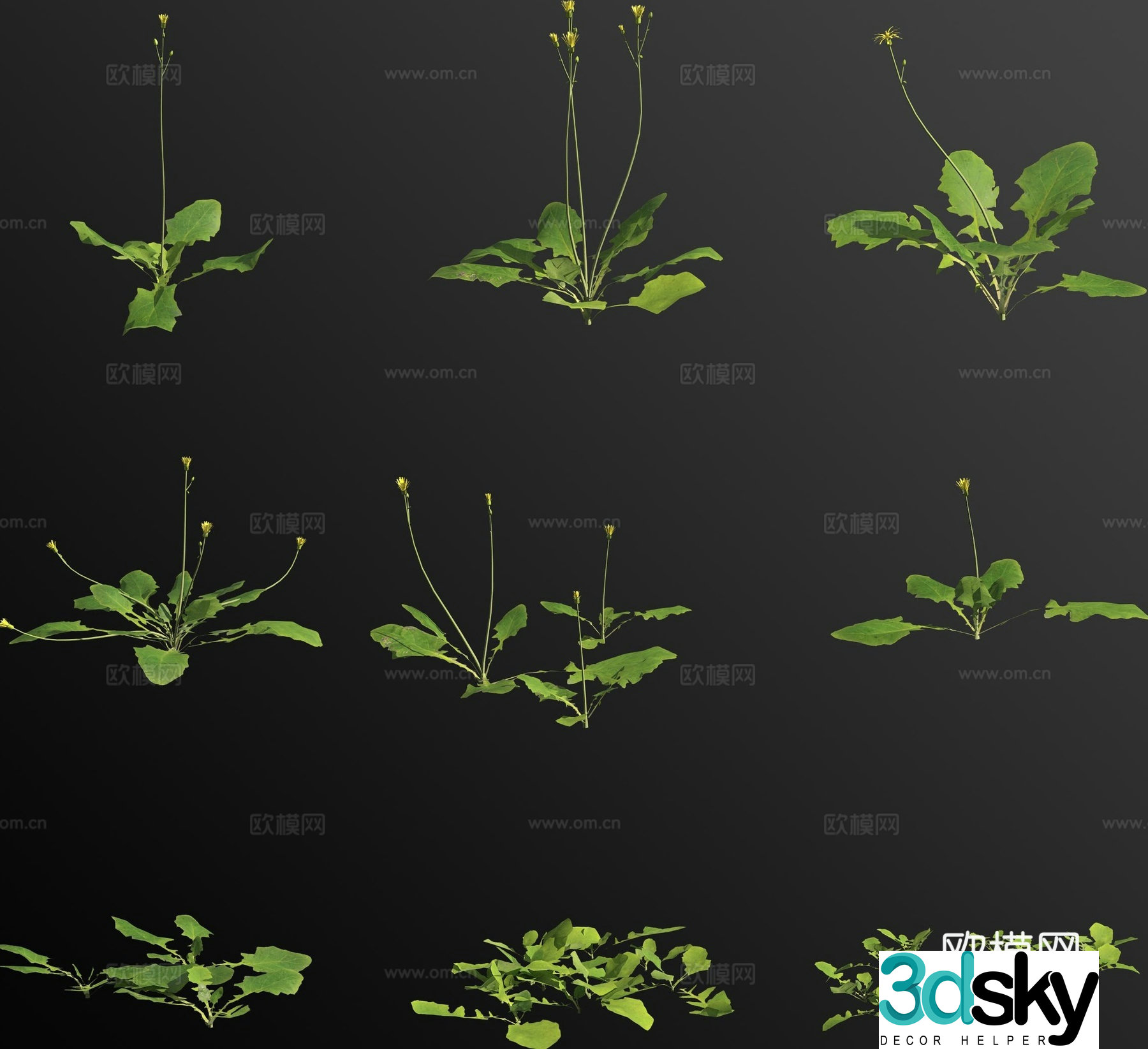 Rice Chacai flowers and plants 3d model