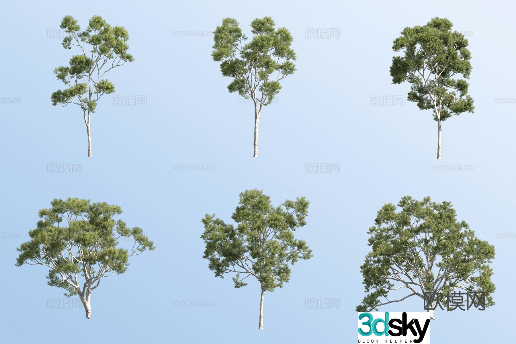 lemon eucalyptus green leaf tree 3d model