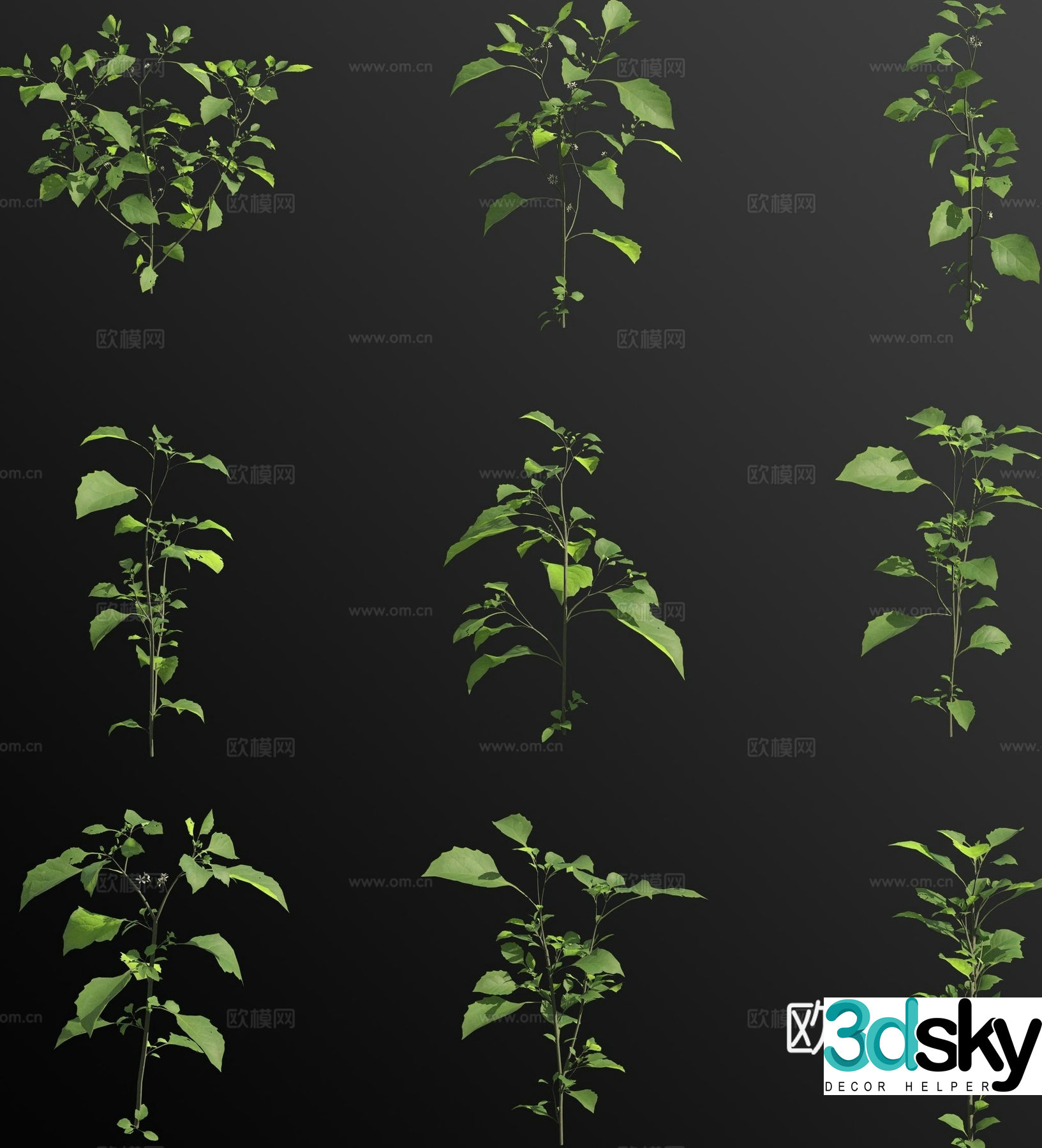 Nightshade flower 3d model
