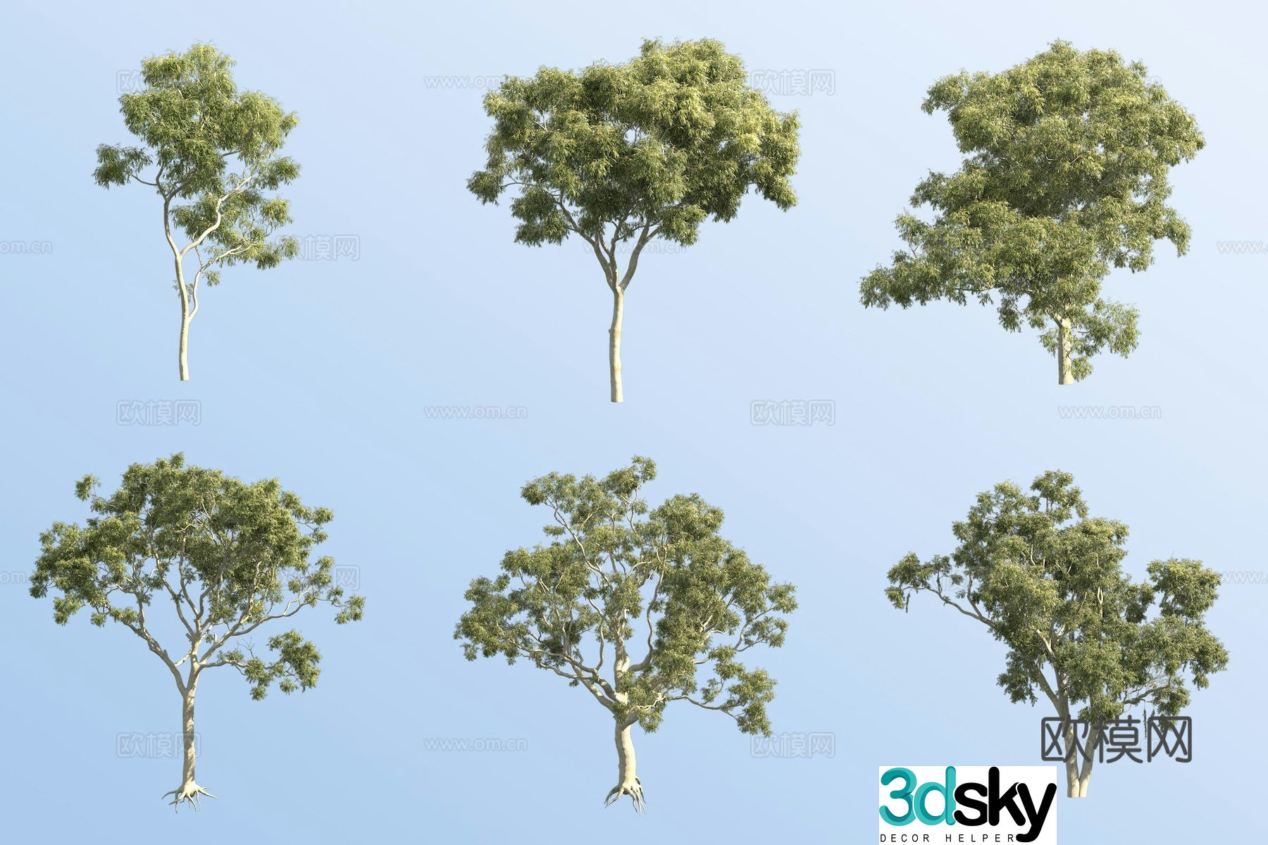 eucalyptus landscape tree 3d model
