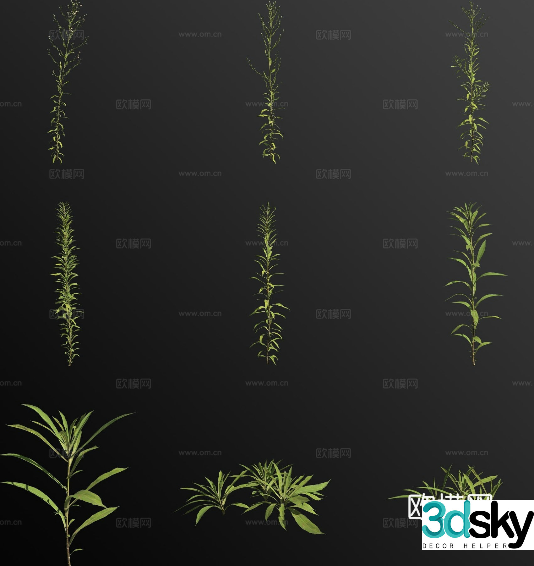 Ruiliancao flowers and plants 3d model