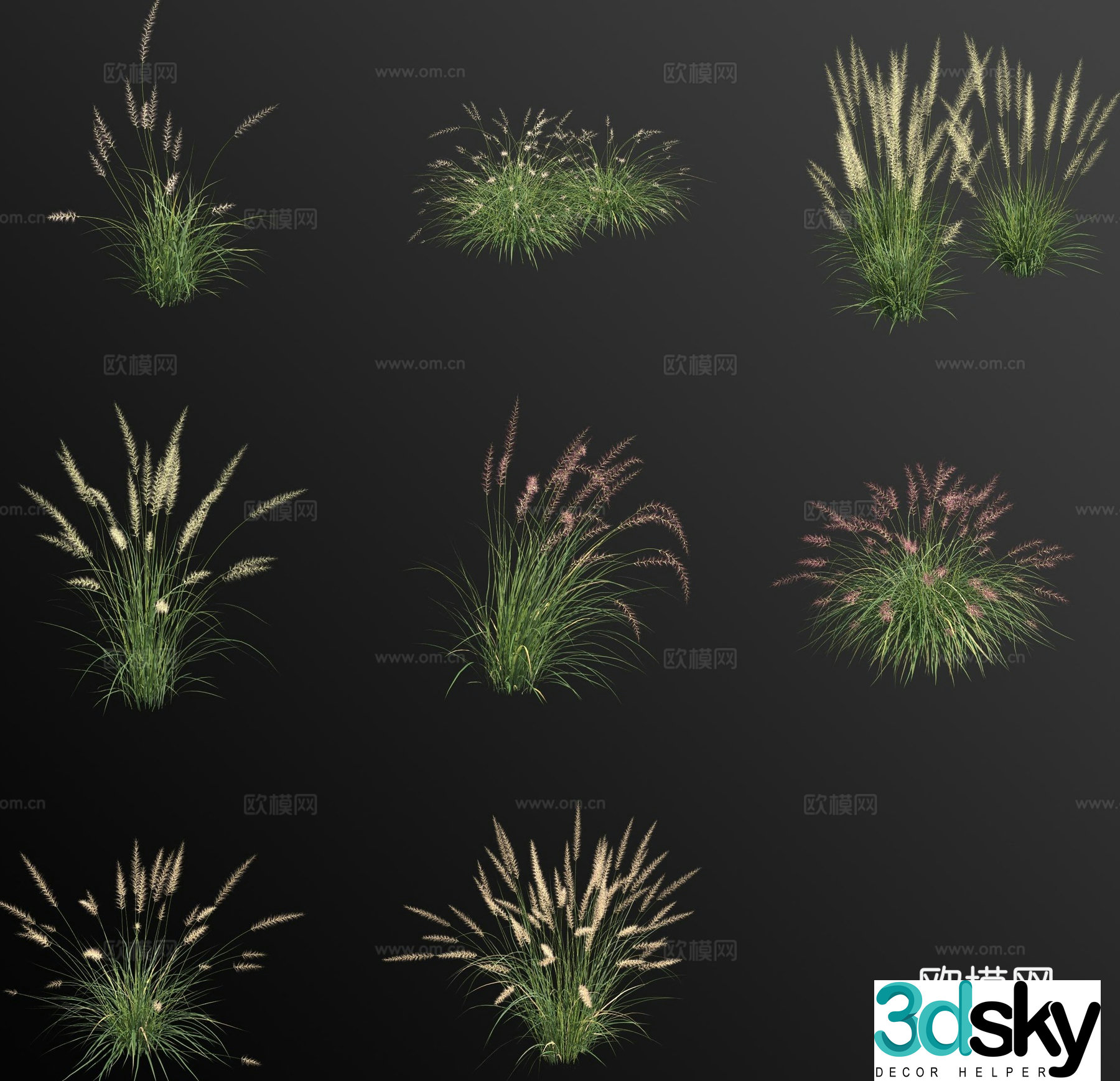 Flowers and plants Pennisetum purpurea Oriental Pennisetum 3D model