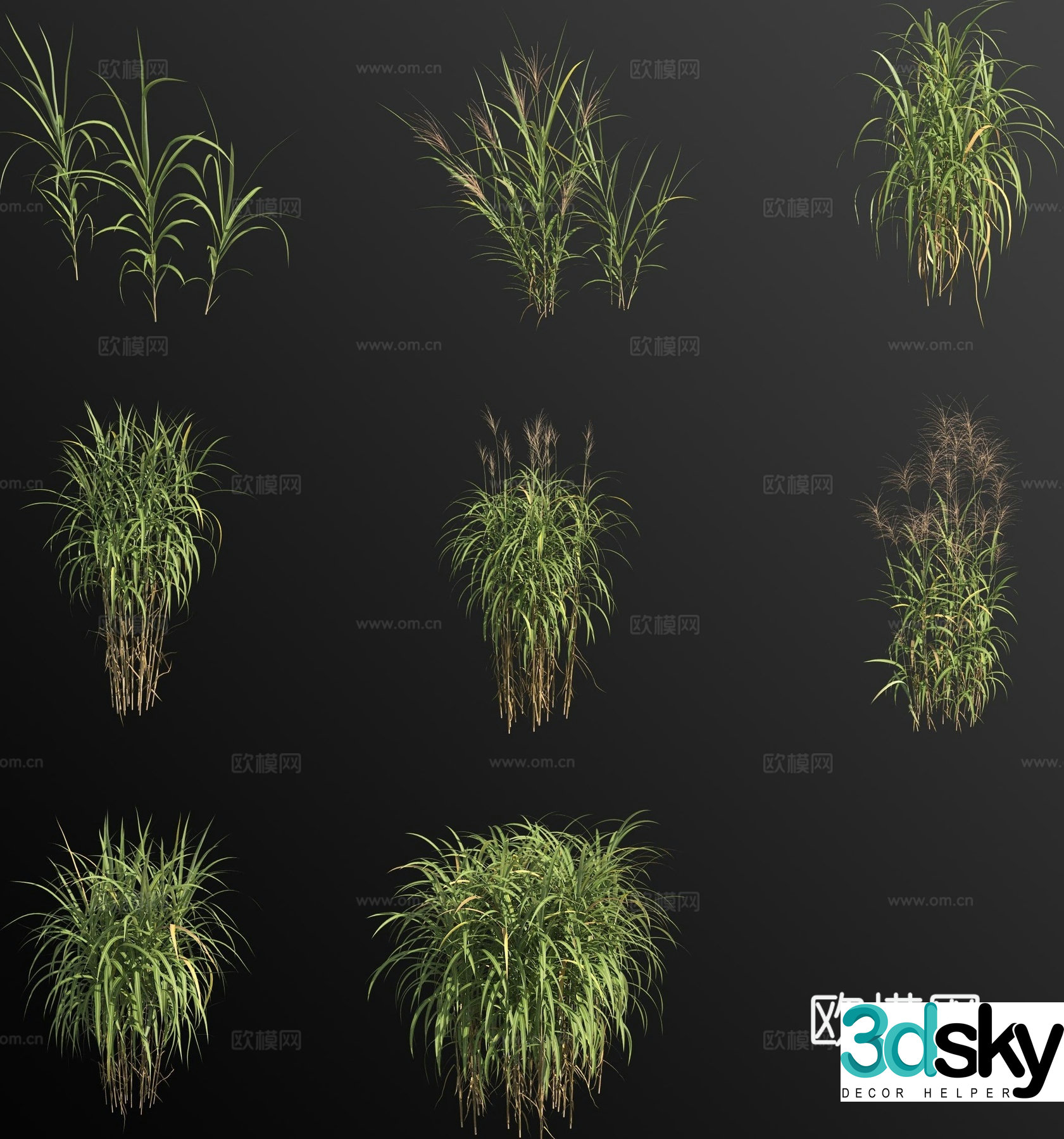 Giant miscanthus flower and grass 3d model