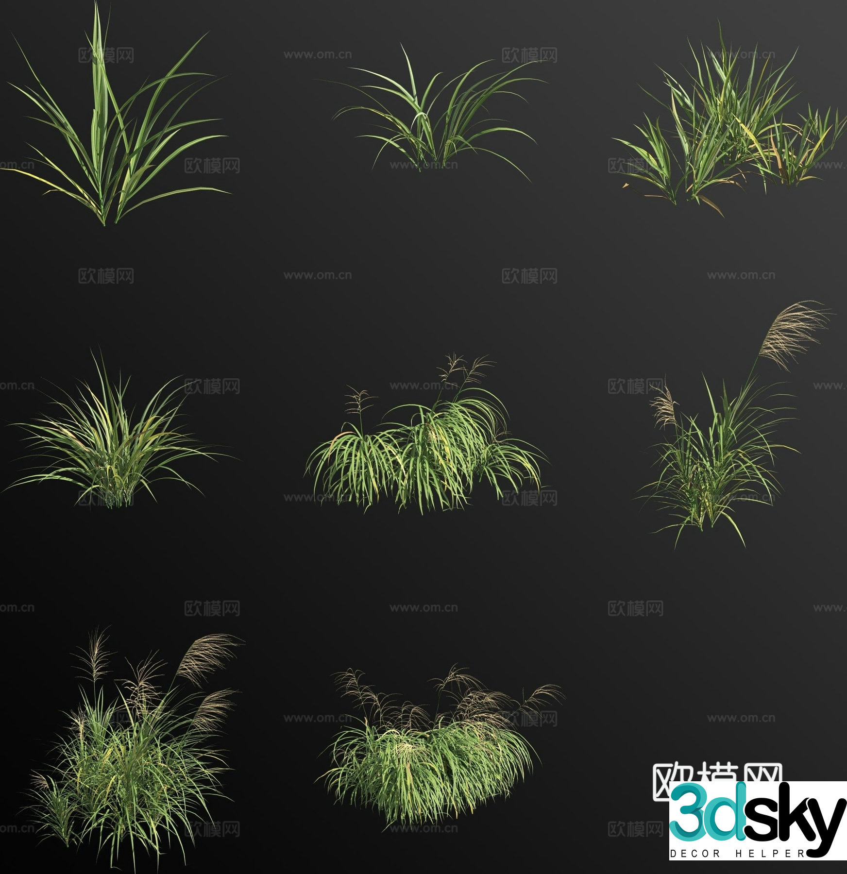 Yellow-backed miscanthus flower 3d model