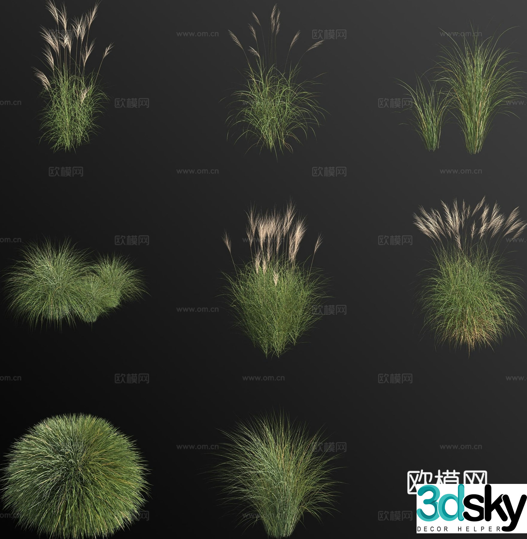 Miscanthus variegated Miscanthus weeds weeds flowers and grass 3D model