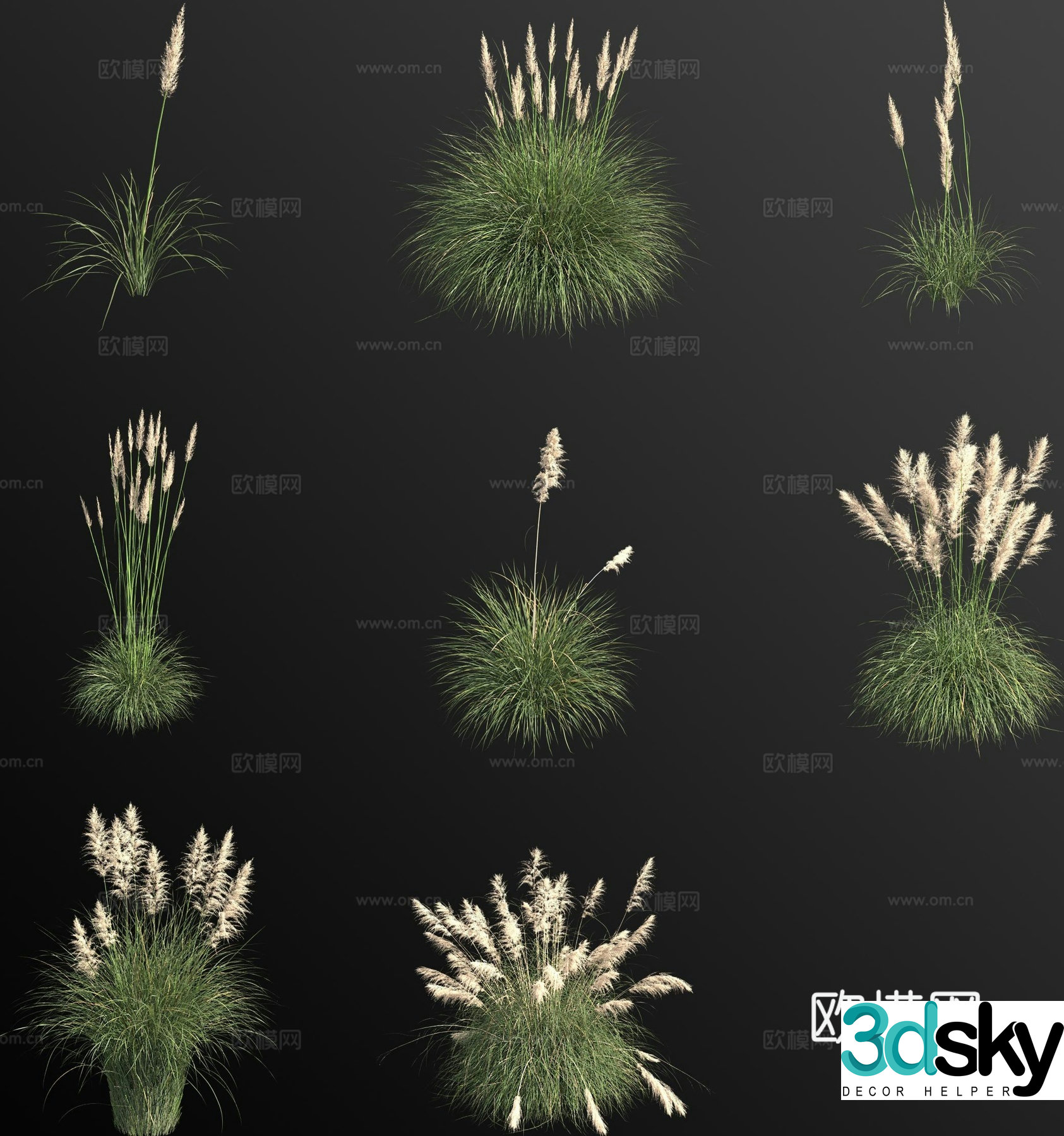 pampas grass grass weeds flowers 3d model