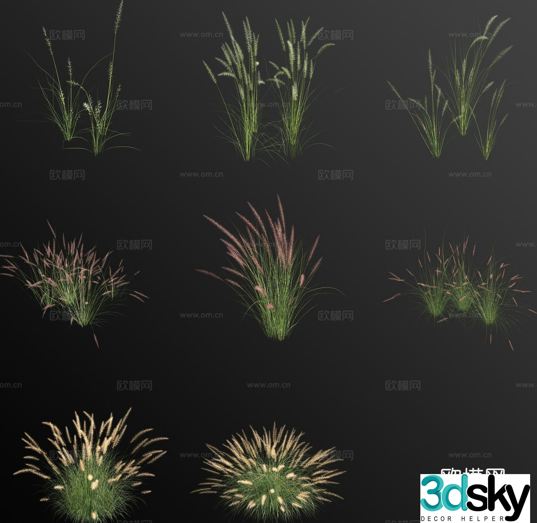 Pennisetum weeds weeds flowers 3d model