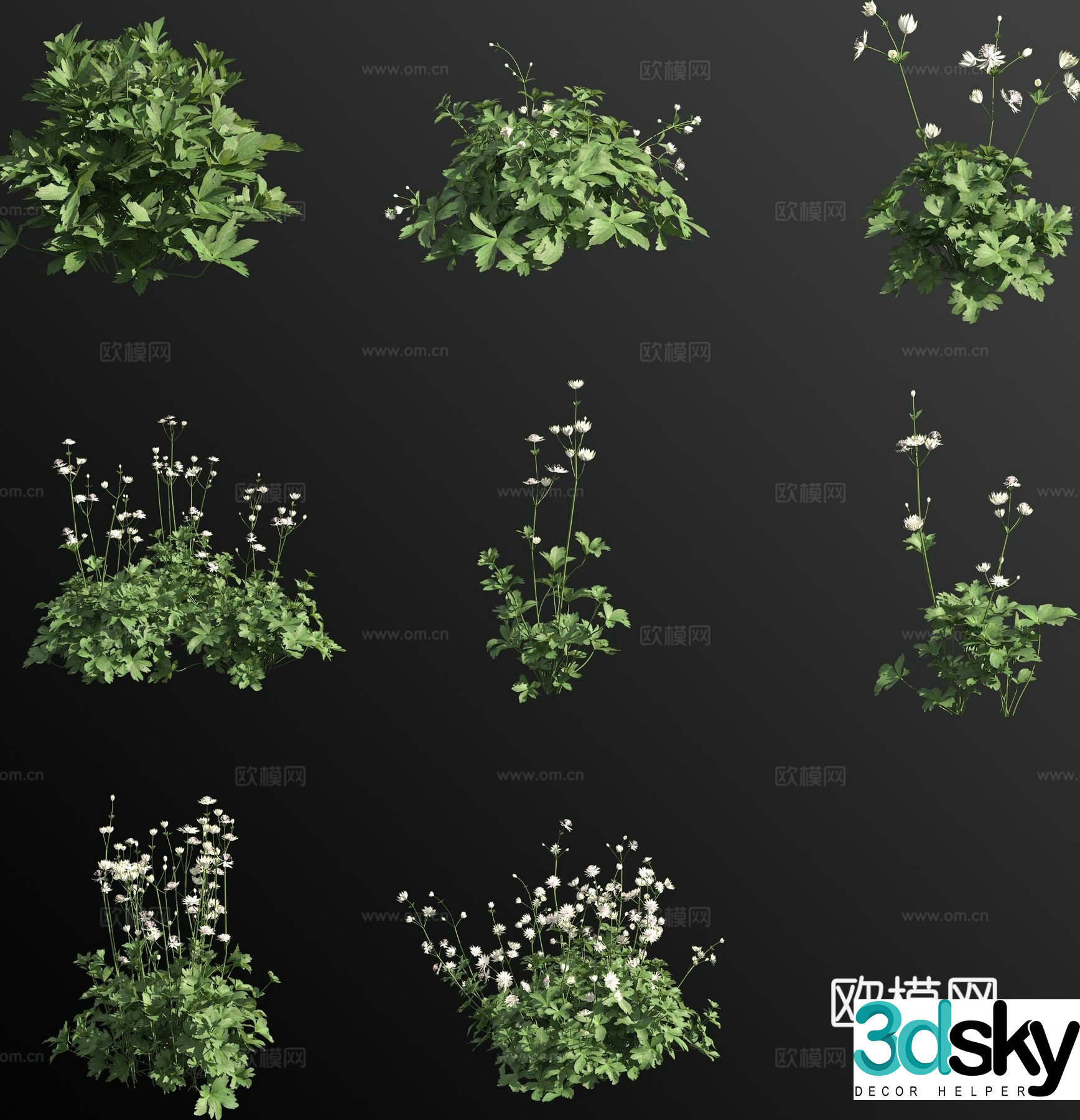 Big star celery flower 3d model