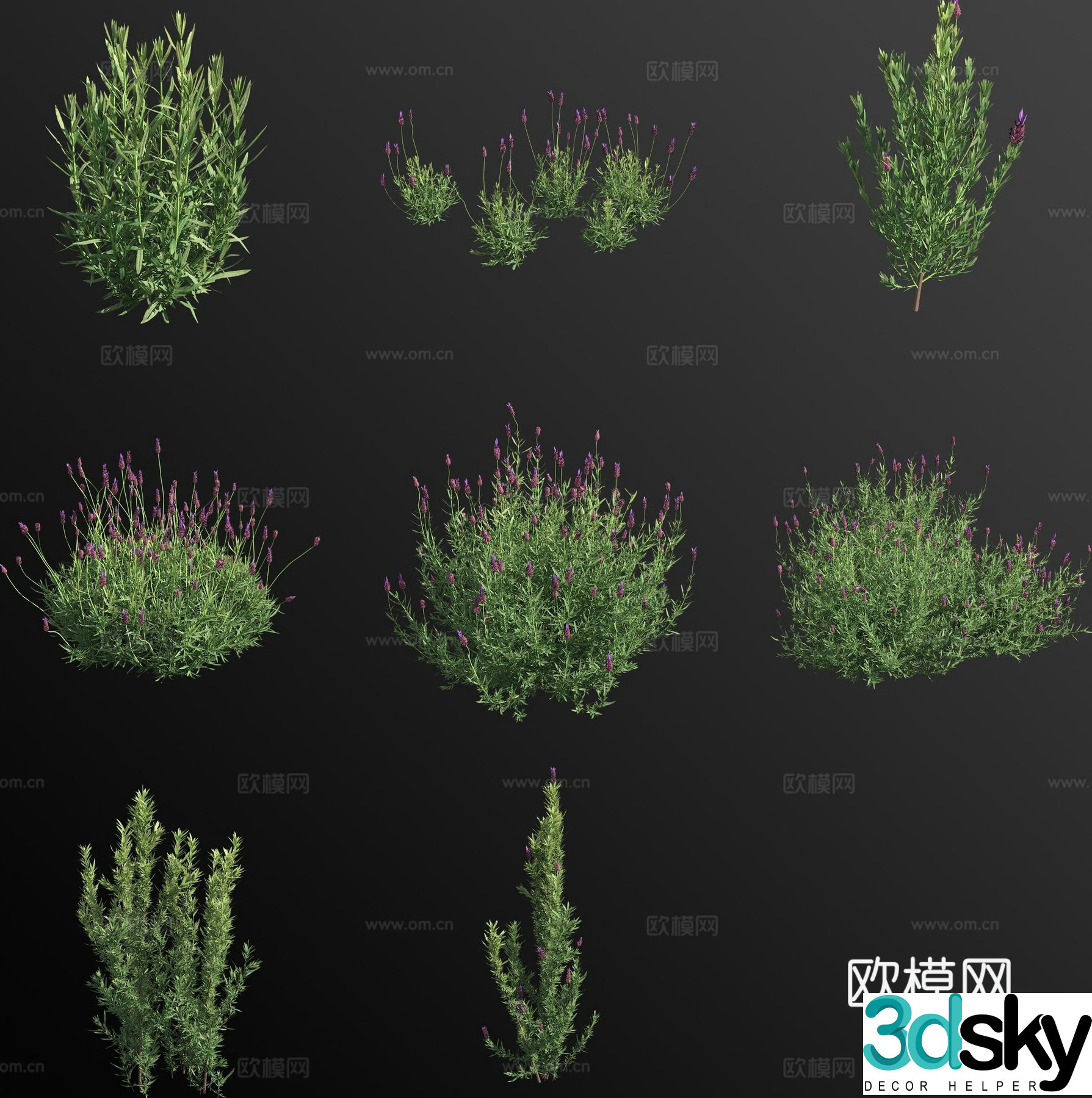 lavender capitate weed weed flower 3d model
