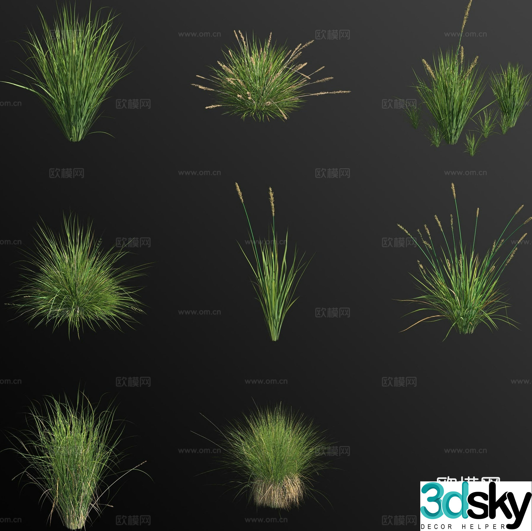 Tight spike grass flower 3d model
