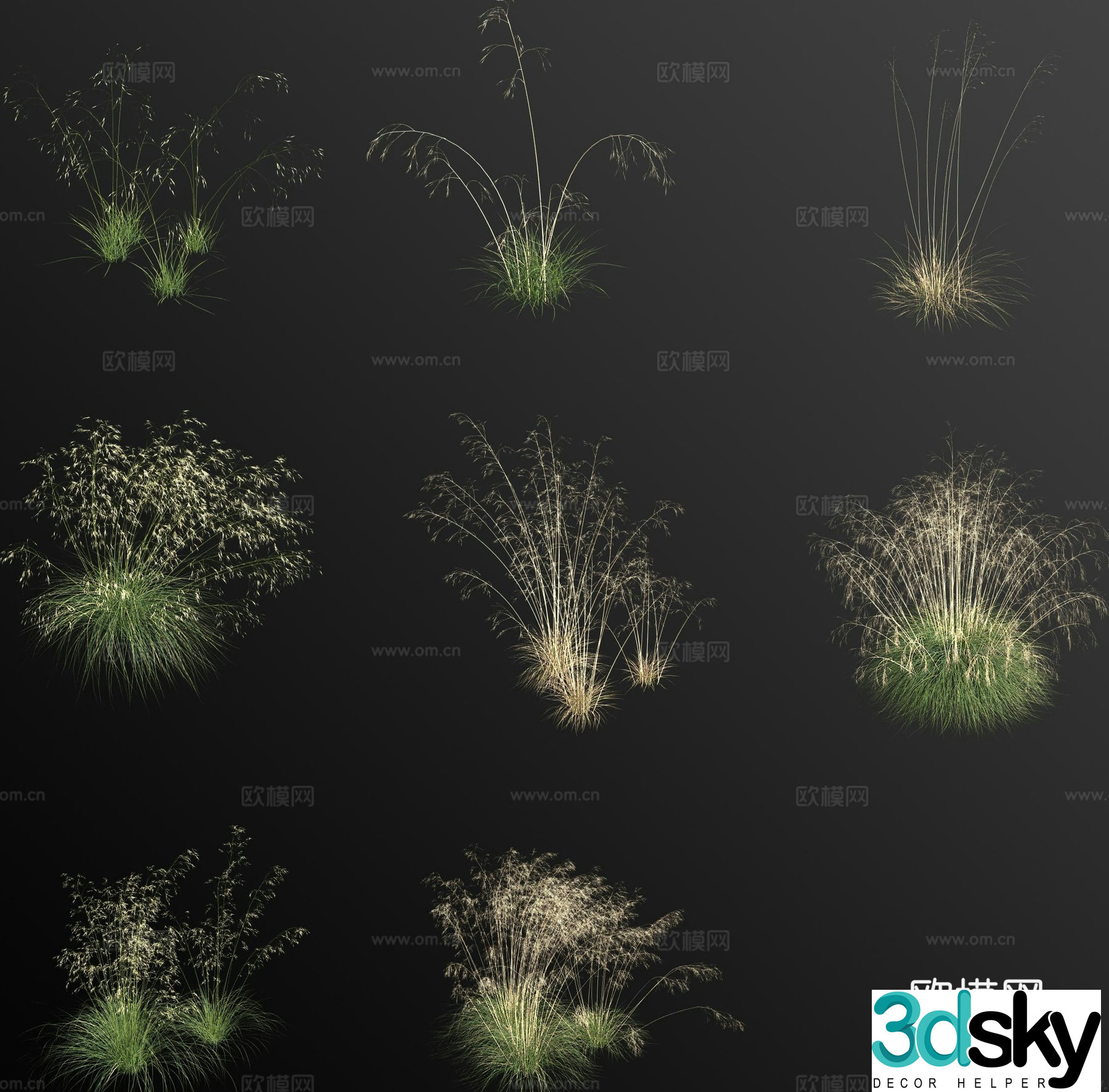 Stipa macrophylla flowers and plants 3d model