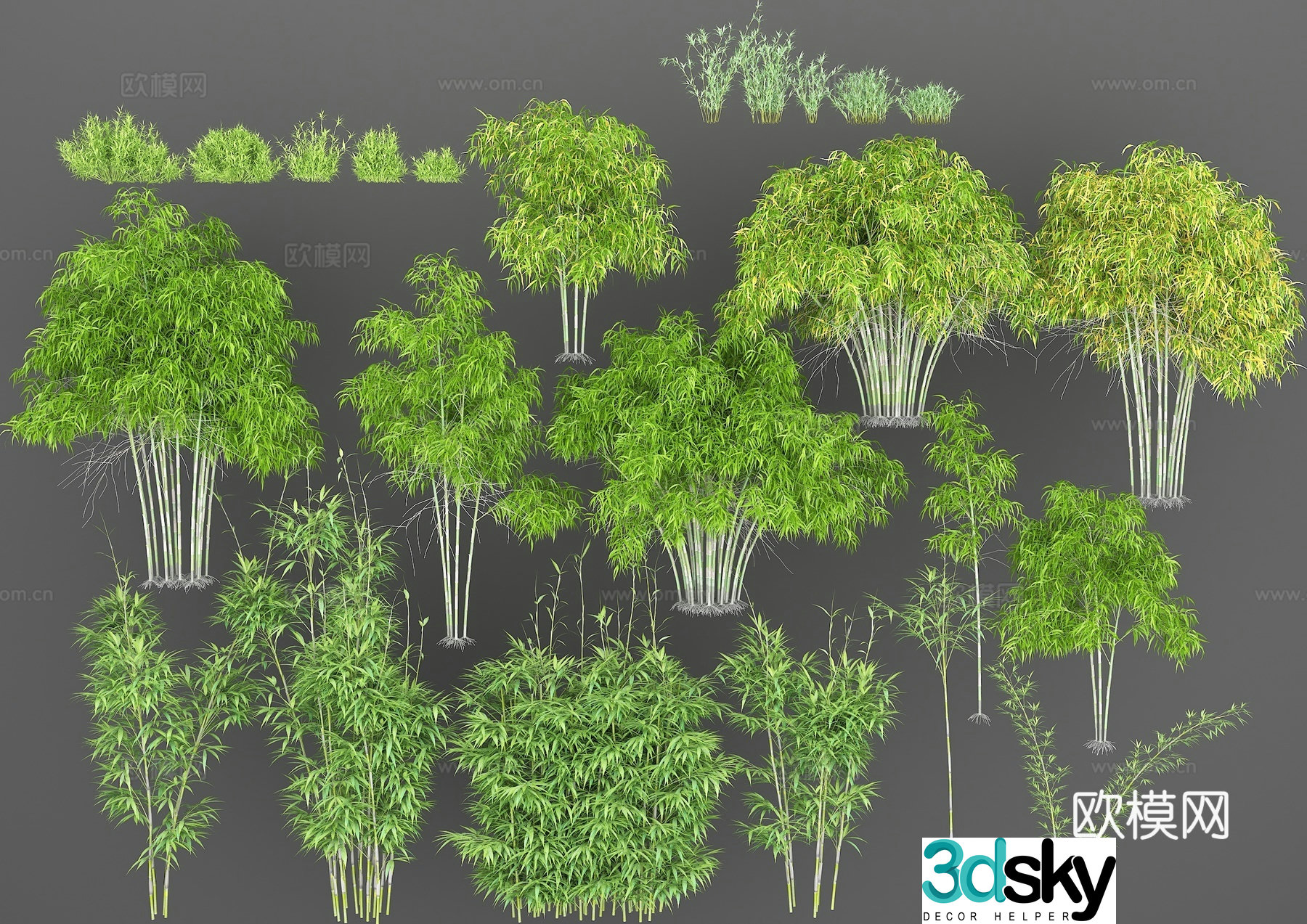 Bamboo dwarf bamboo Phoenix tail bamboo Nanzhu small bamboo wild bamboo wild bamboo outdoor bamboo 3d model