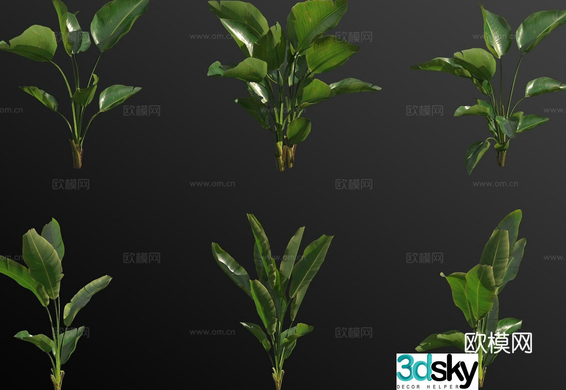 Strelitzia reginae bird of paradise flowers green plants 3d model