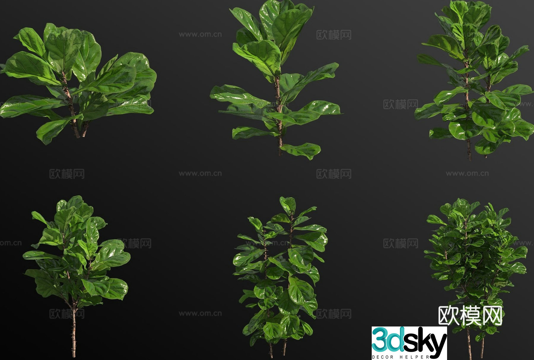 Qin Ye Rong green plant 3D model