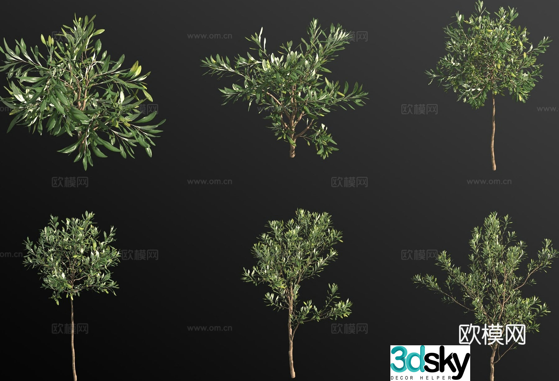 Olive tree 3d model