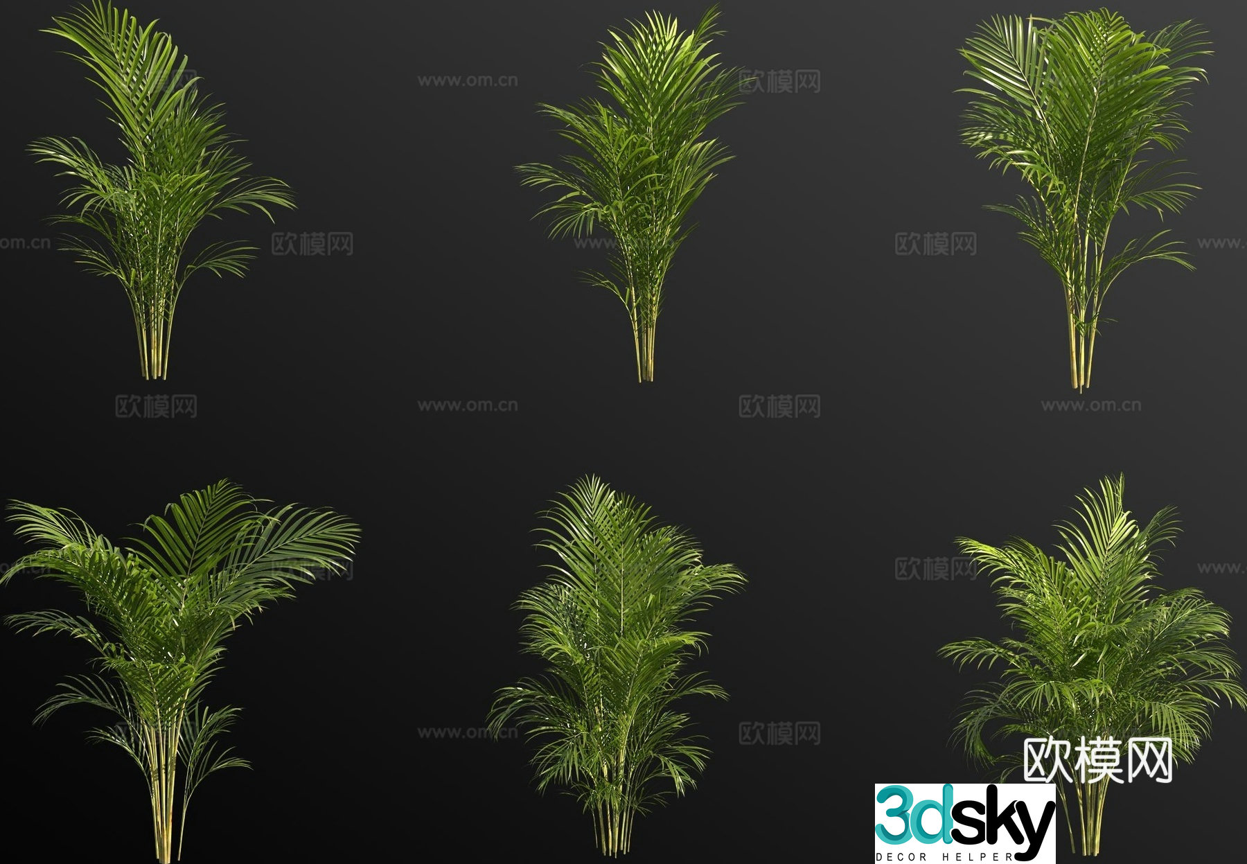 Green plant Alpinia 3D model