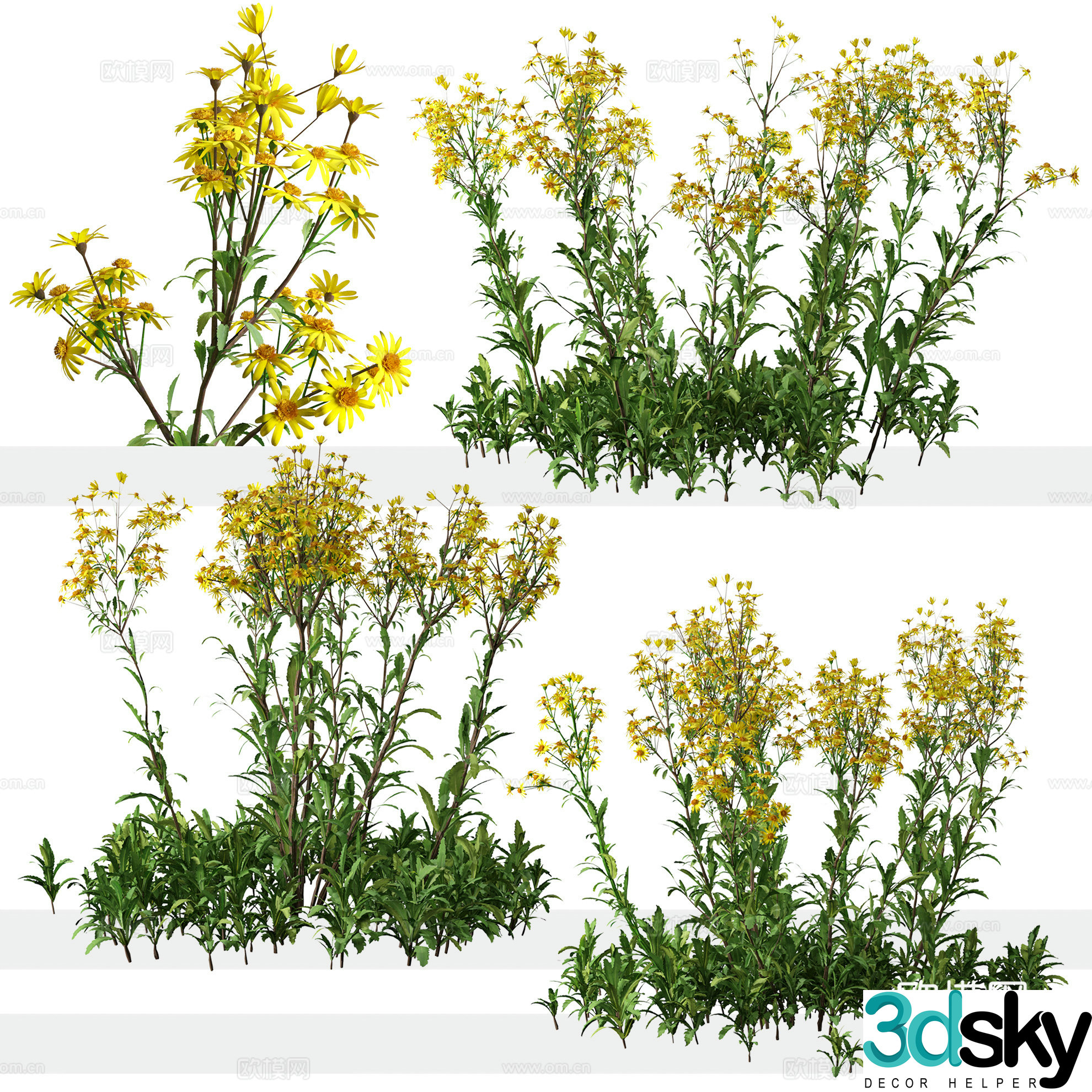 wildflower 3d model