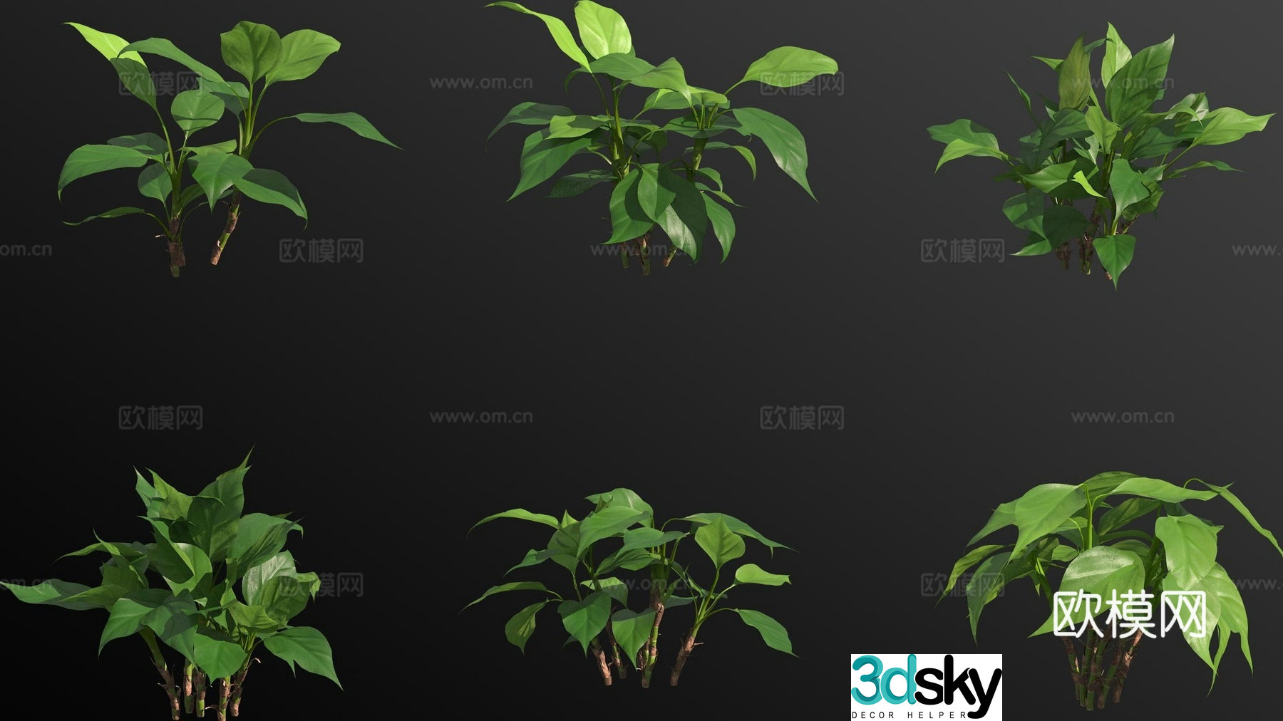 Guangdong Dieffenbachia flowers and plants 3D model