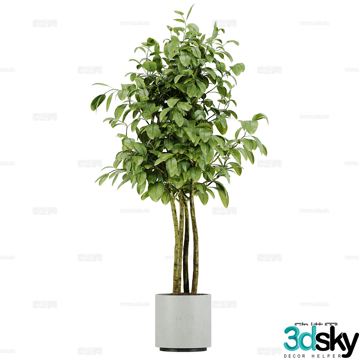 Plant potted flowerpot 3d model