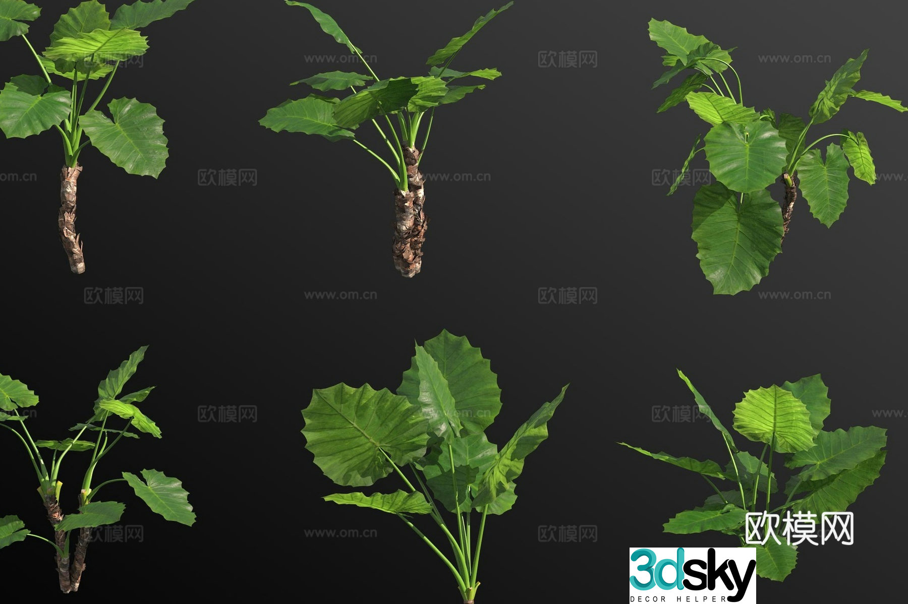 Alocasia green plant 3D model