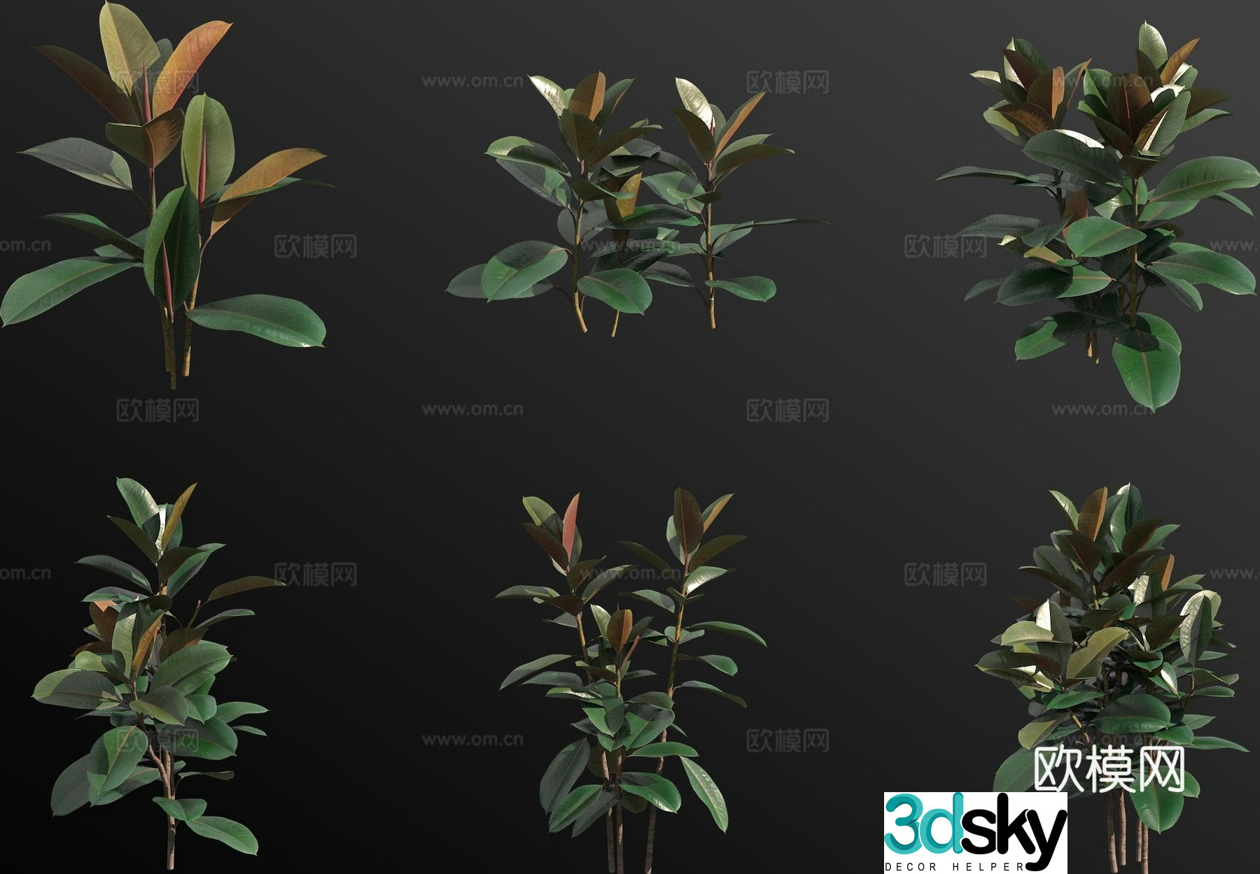 Indian banyan rubber tree green plant 3d model
