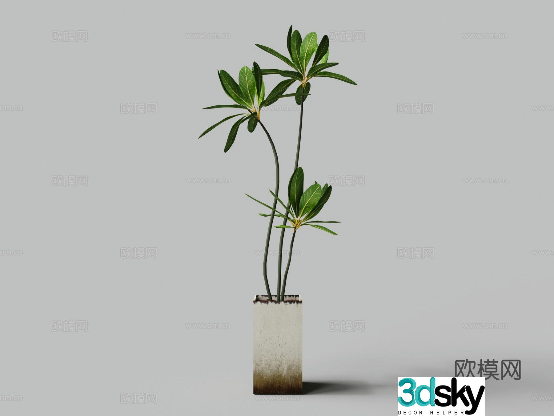 Modern broad-leaved money tree potted plant 3D model