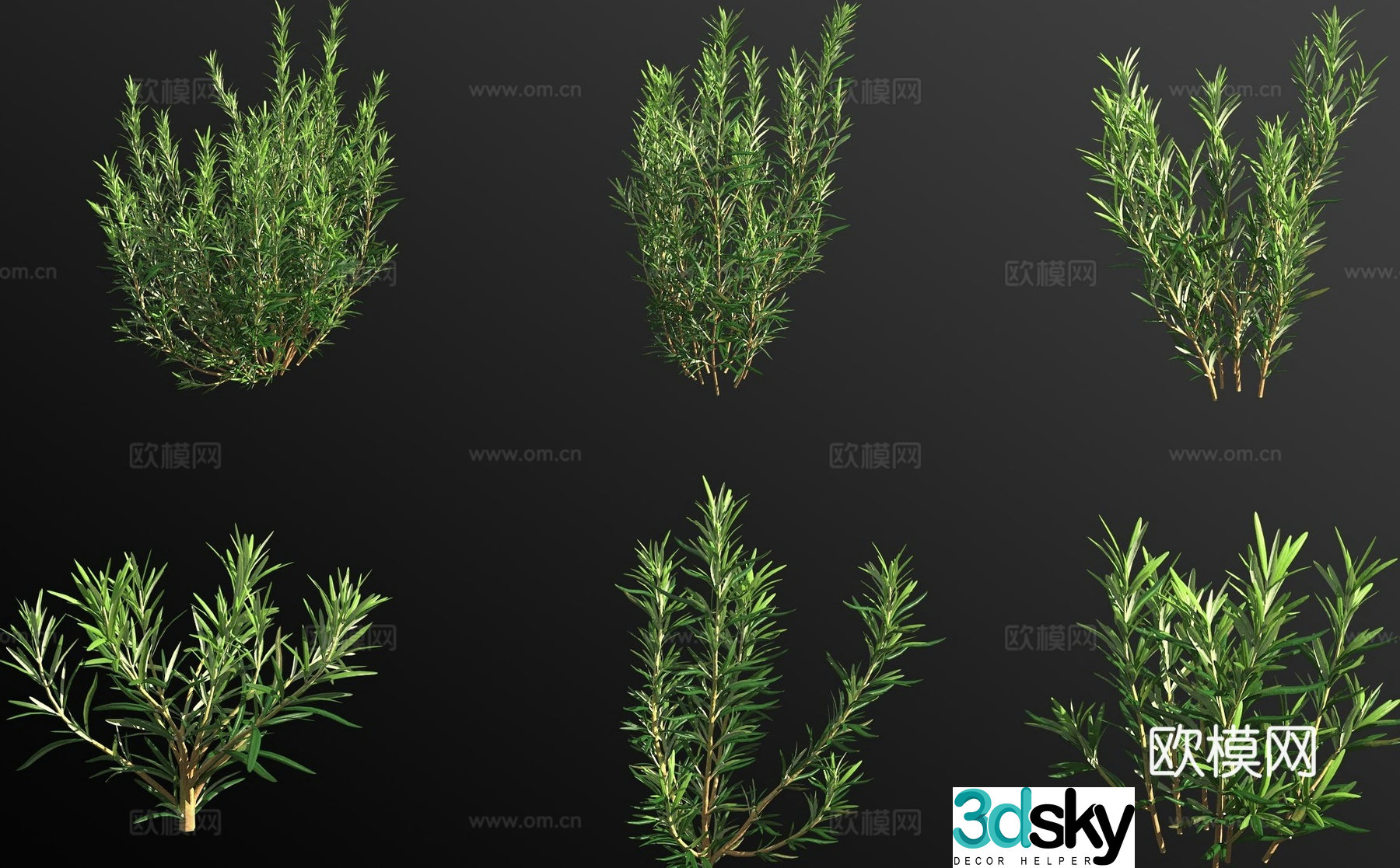rosemary shrub plant 3d model