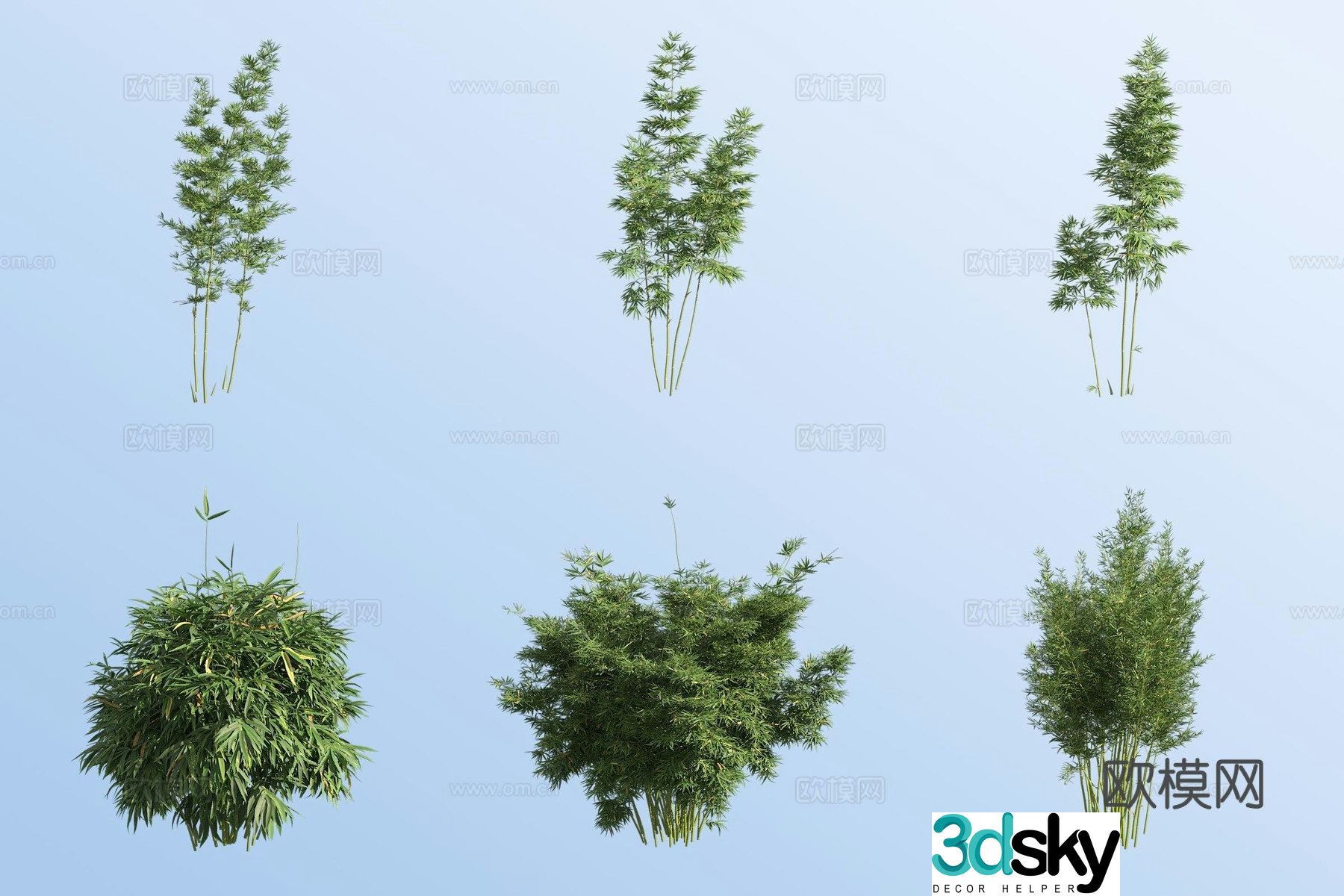 Ma Bamboo 3D model