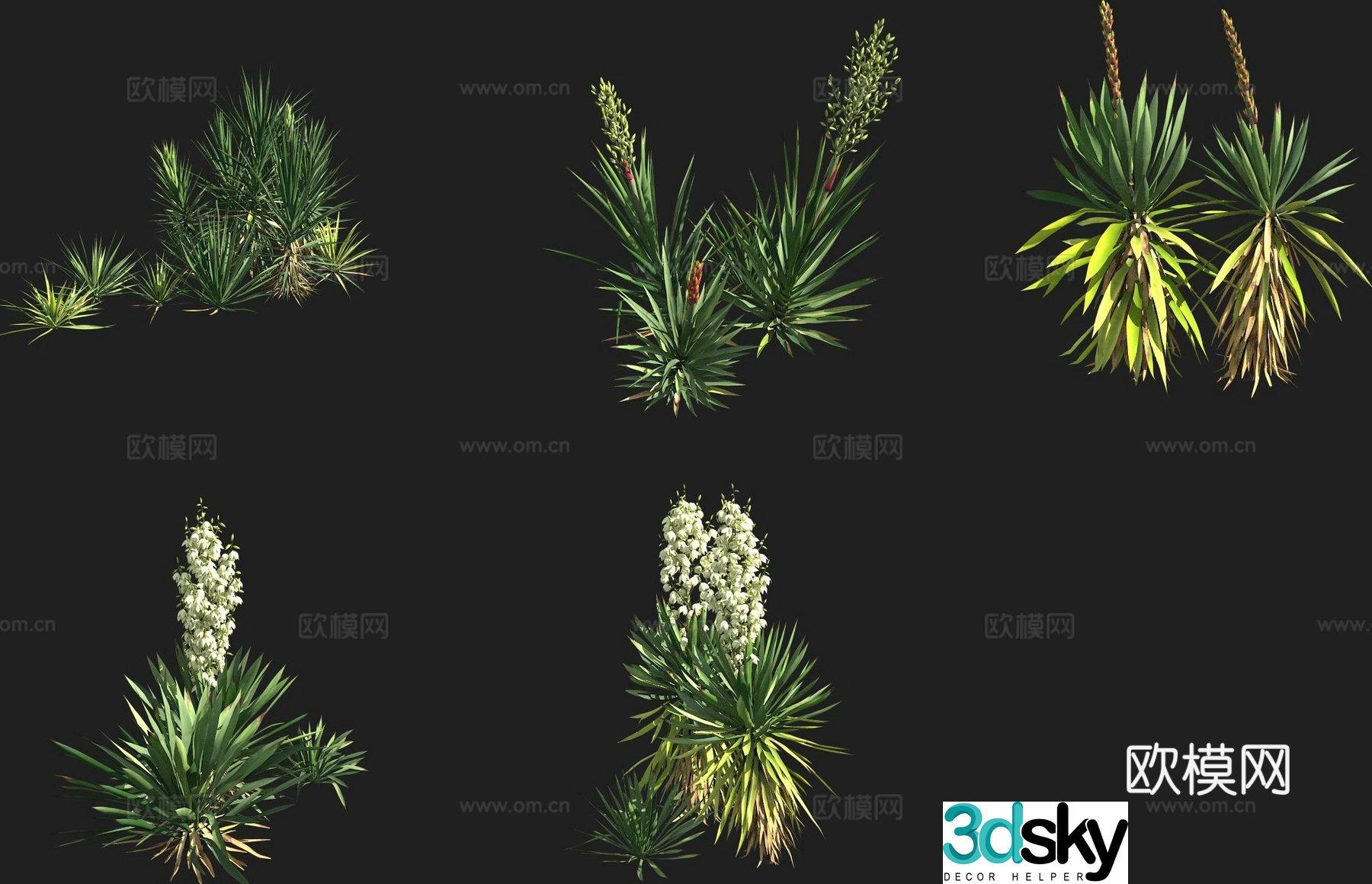 Soft leaf yucca shrub 3d model