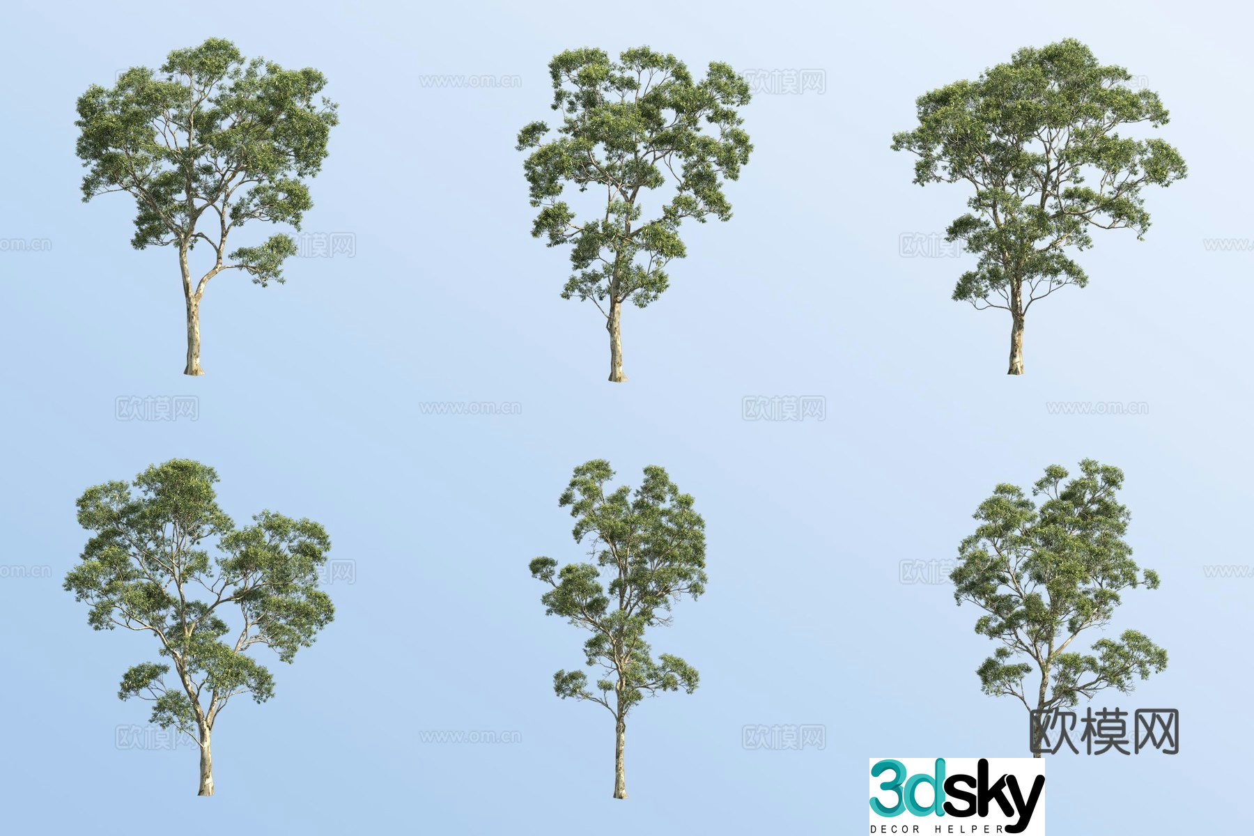 Eucalyptus tree 3d model