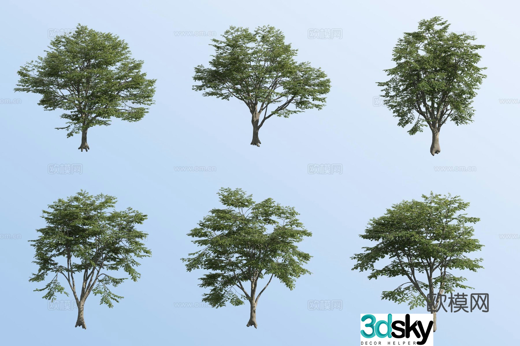 European beech tree 3d model