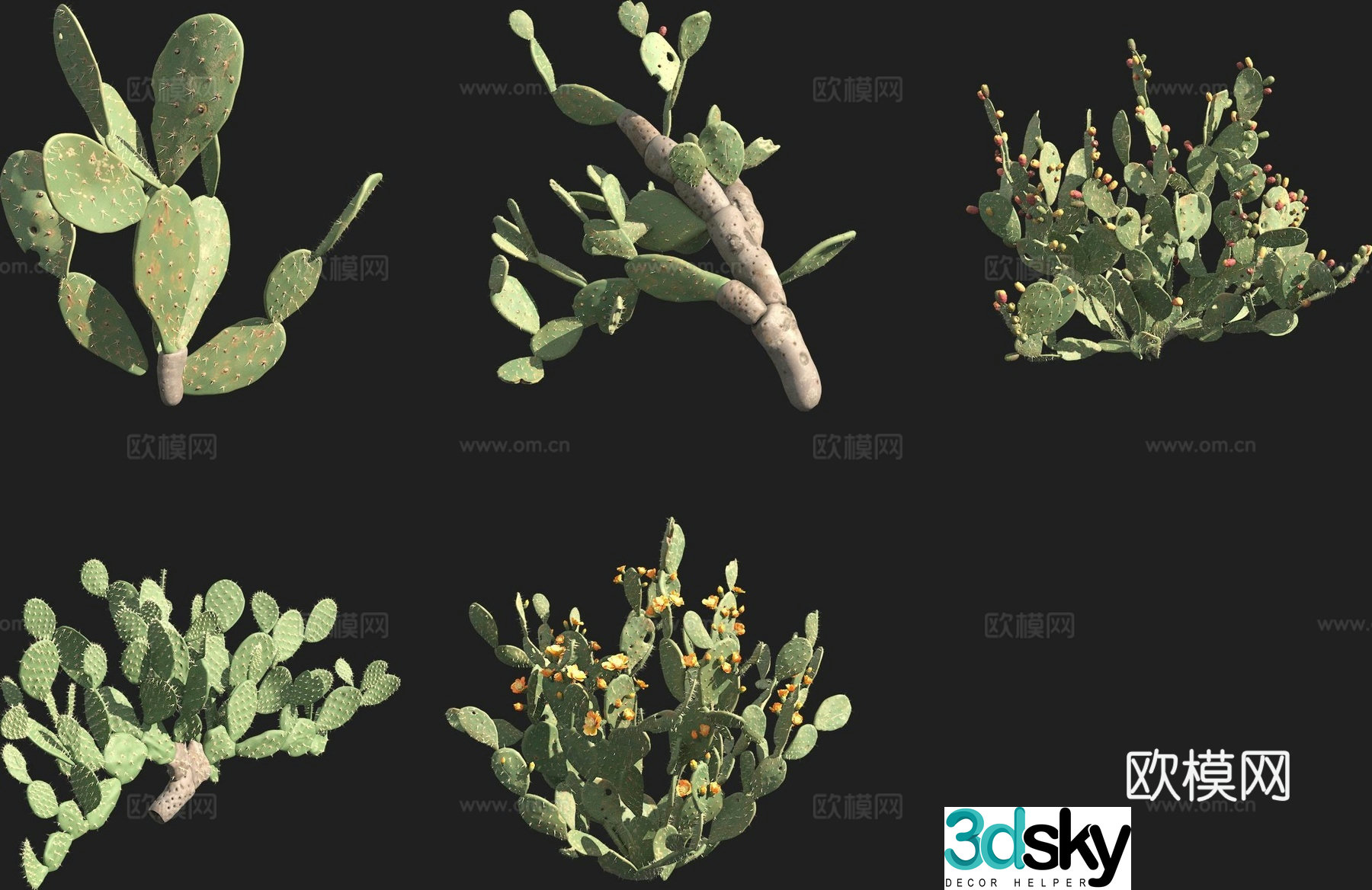 Pear fruit cactus 3d model