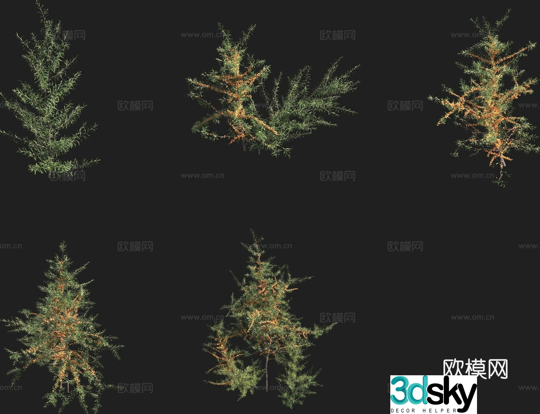 Zada sea buckthorn shrub 3d model