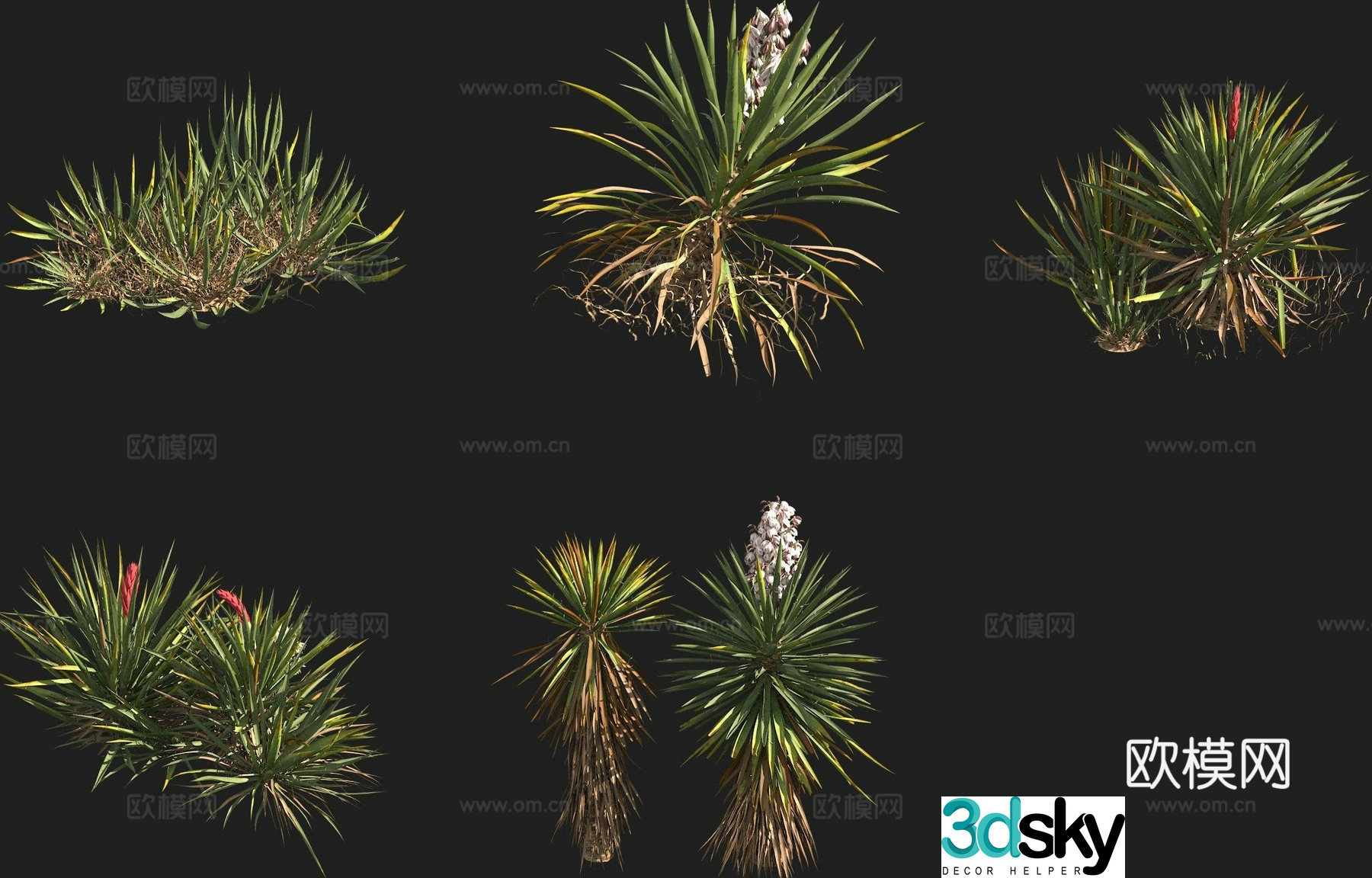 Berry Yucca Banana Yucca Cactus 3d model