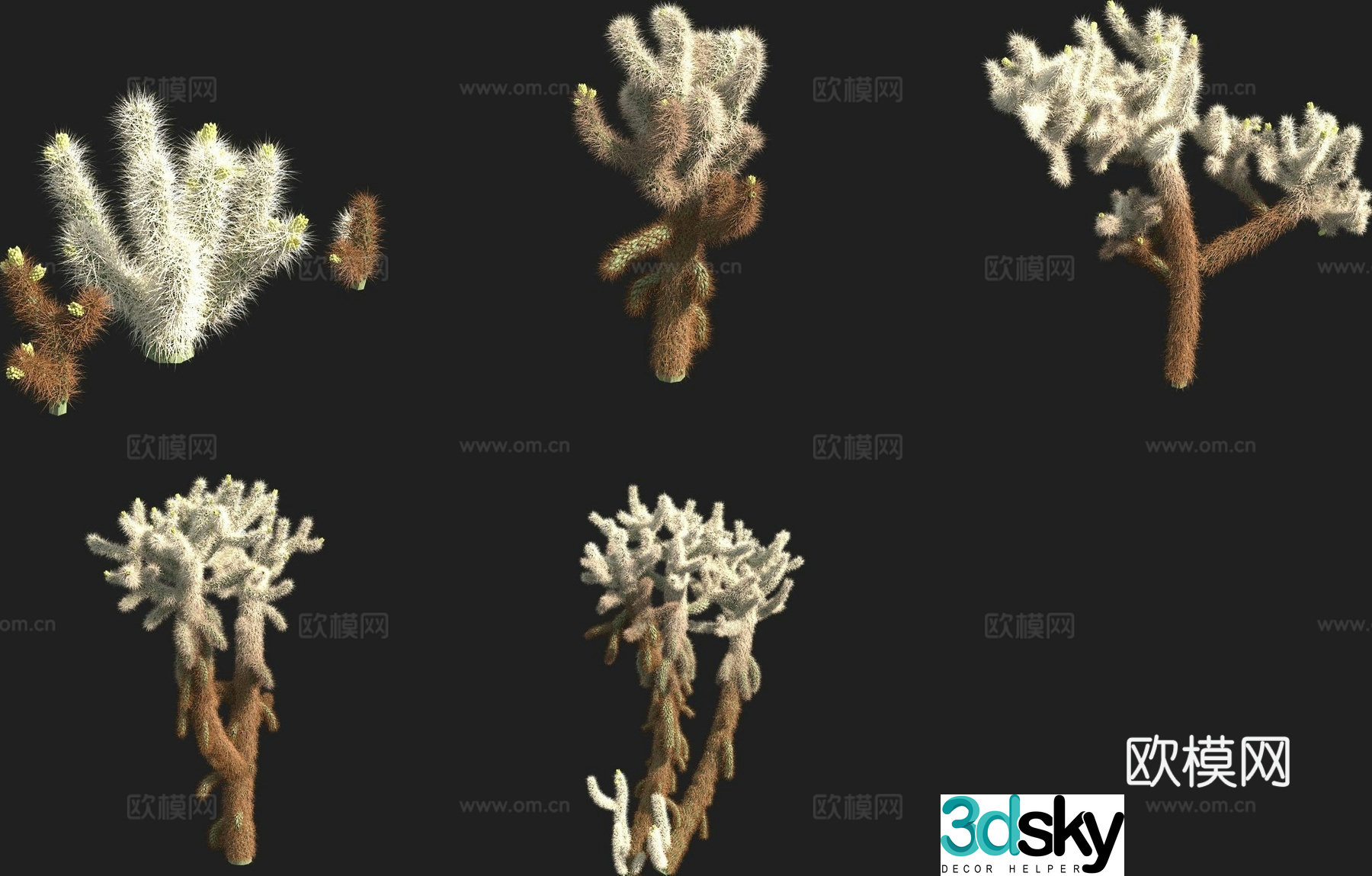 Bush cactus 3d model
