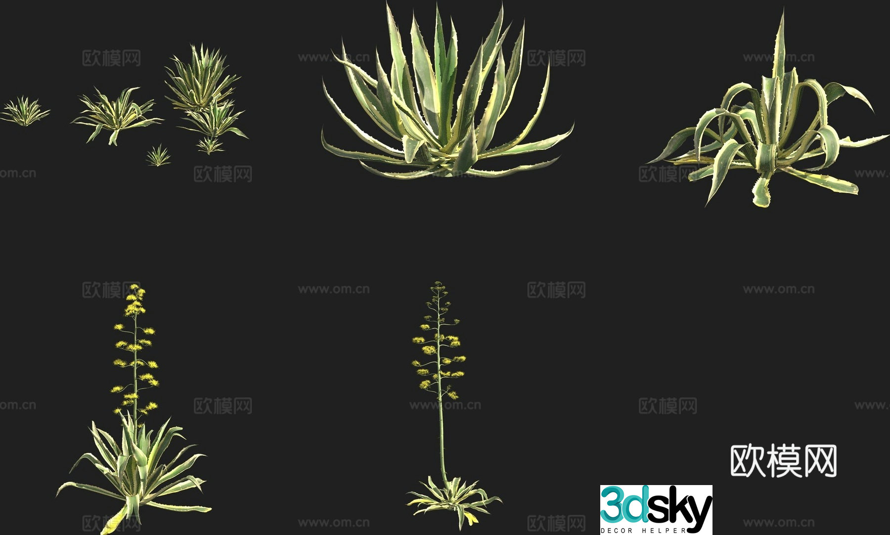 Agave longus shrub succulent 3d model