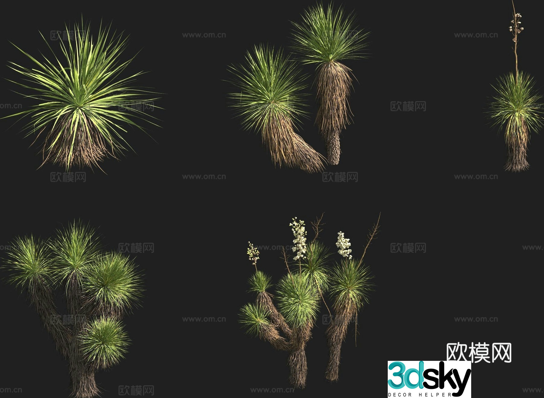 Quillaja yucca cactus 3d model