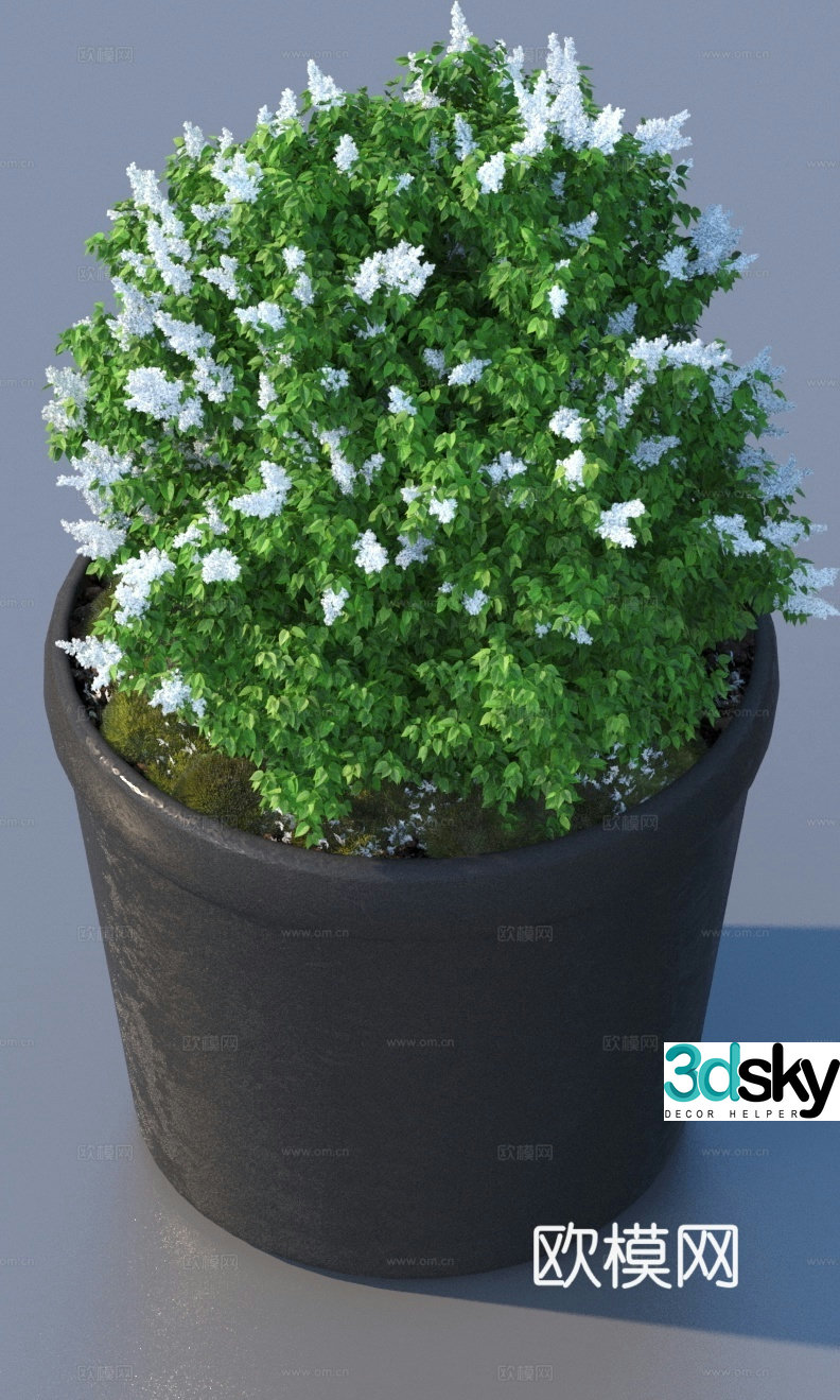 flowerpot potted plant green plant plant 3d model