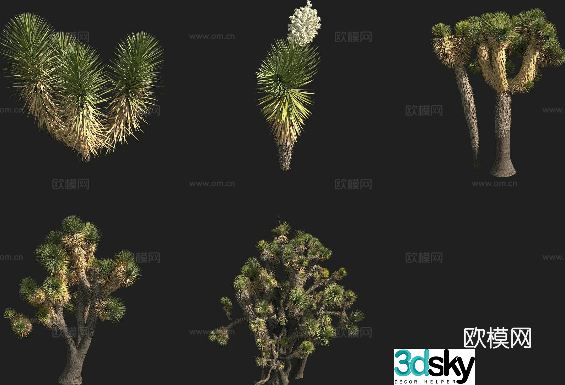 Yucca shrub cactus 3d model