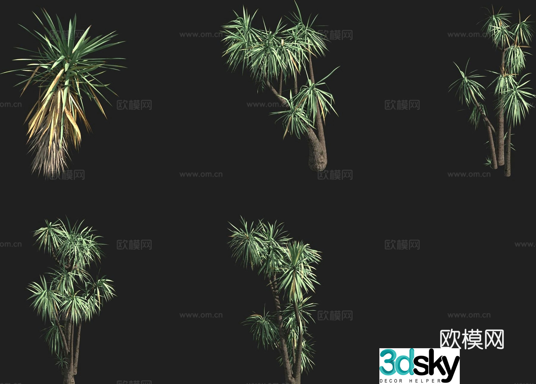 Short Yucca Cactus 3d model