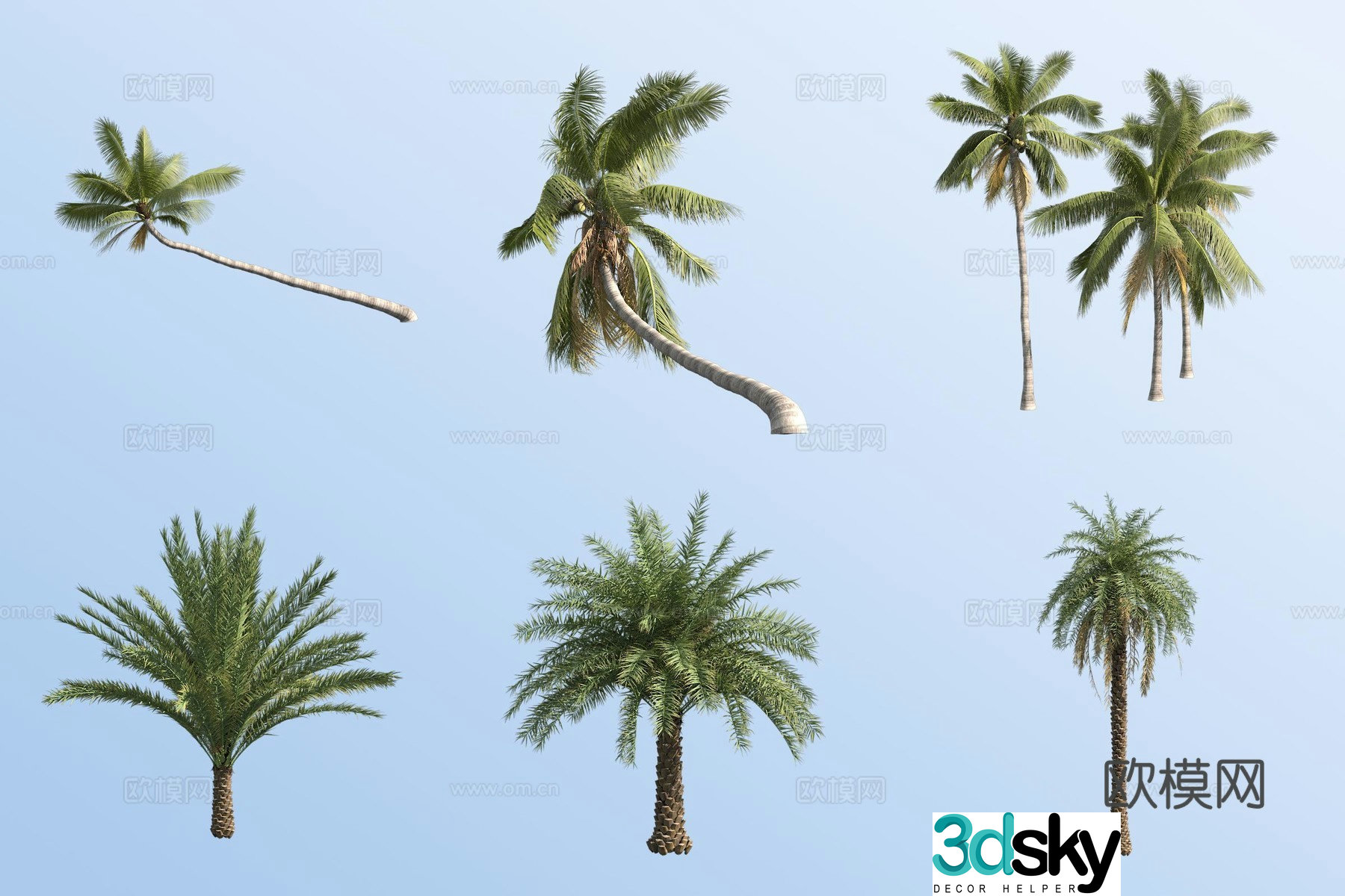 Coconut Tree Silver Date Palm Tropical Tree 3D Model