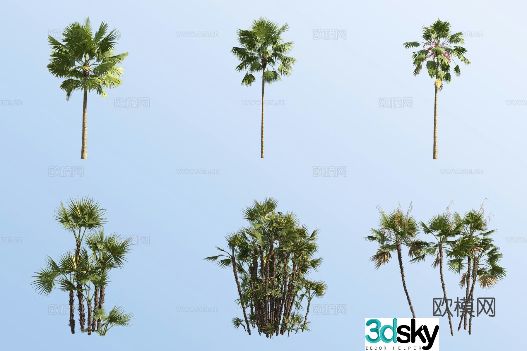 Round leaf palmetto tropical tree landscape tree 3d model